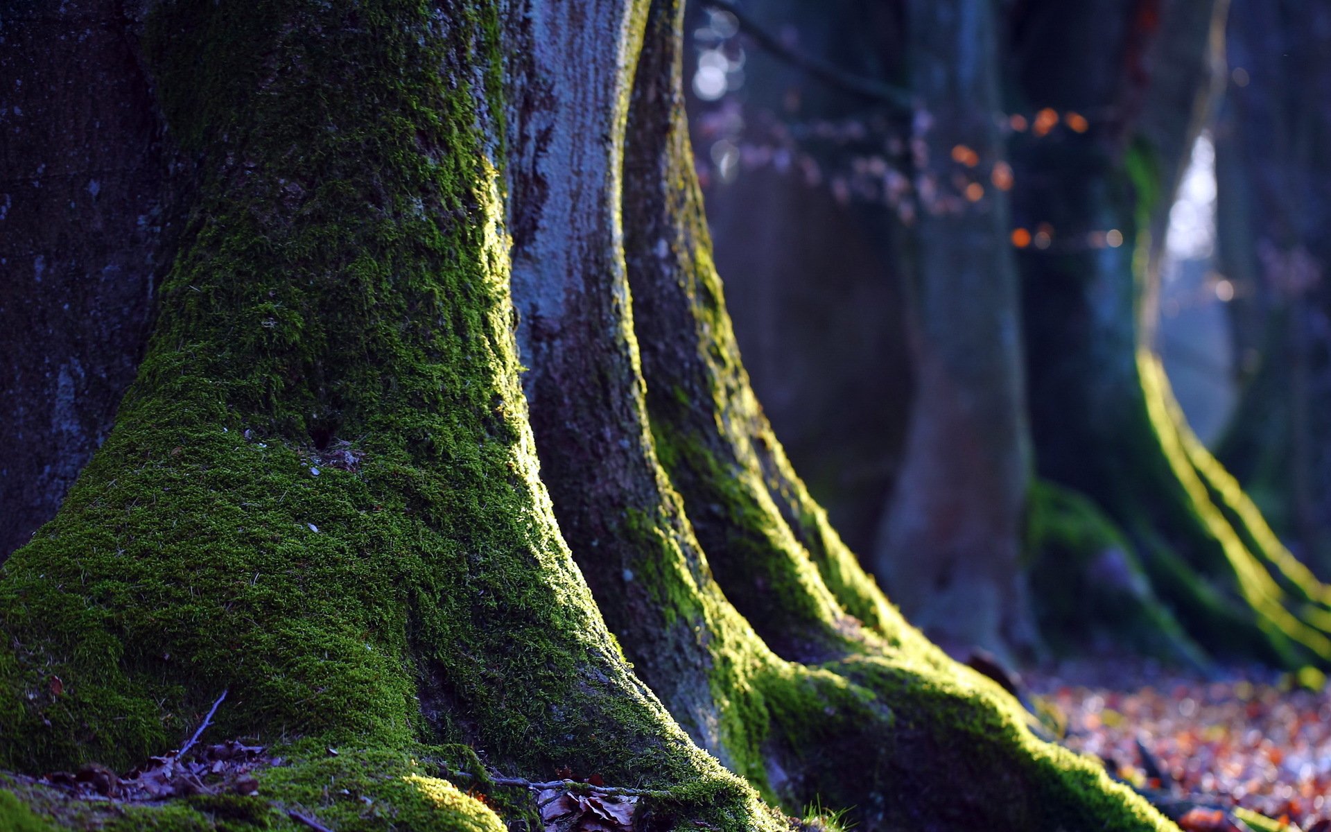 baum moos natur makro