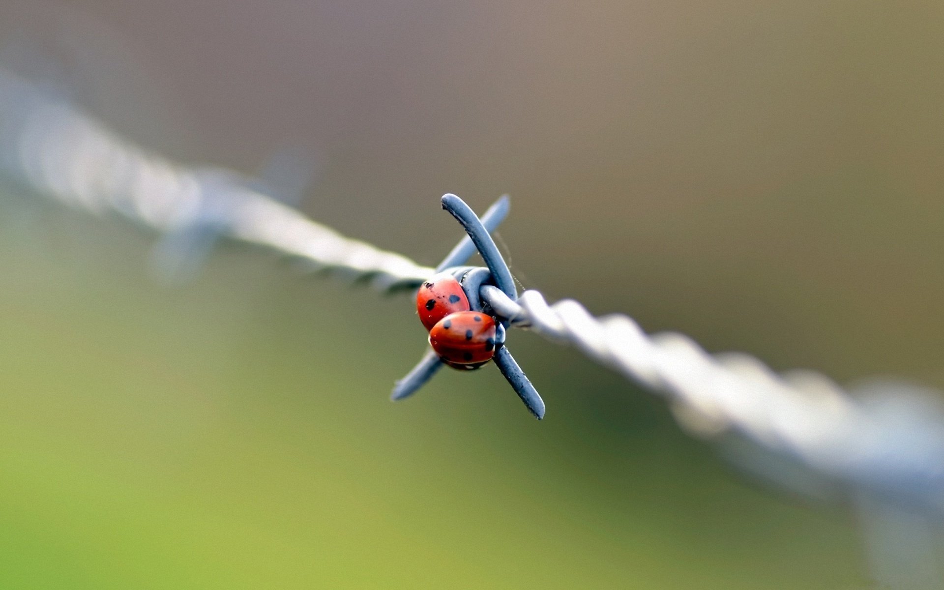 coccinelles coccinelles barbelés fil gros plan jour