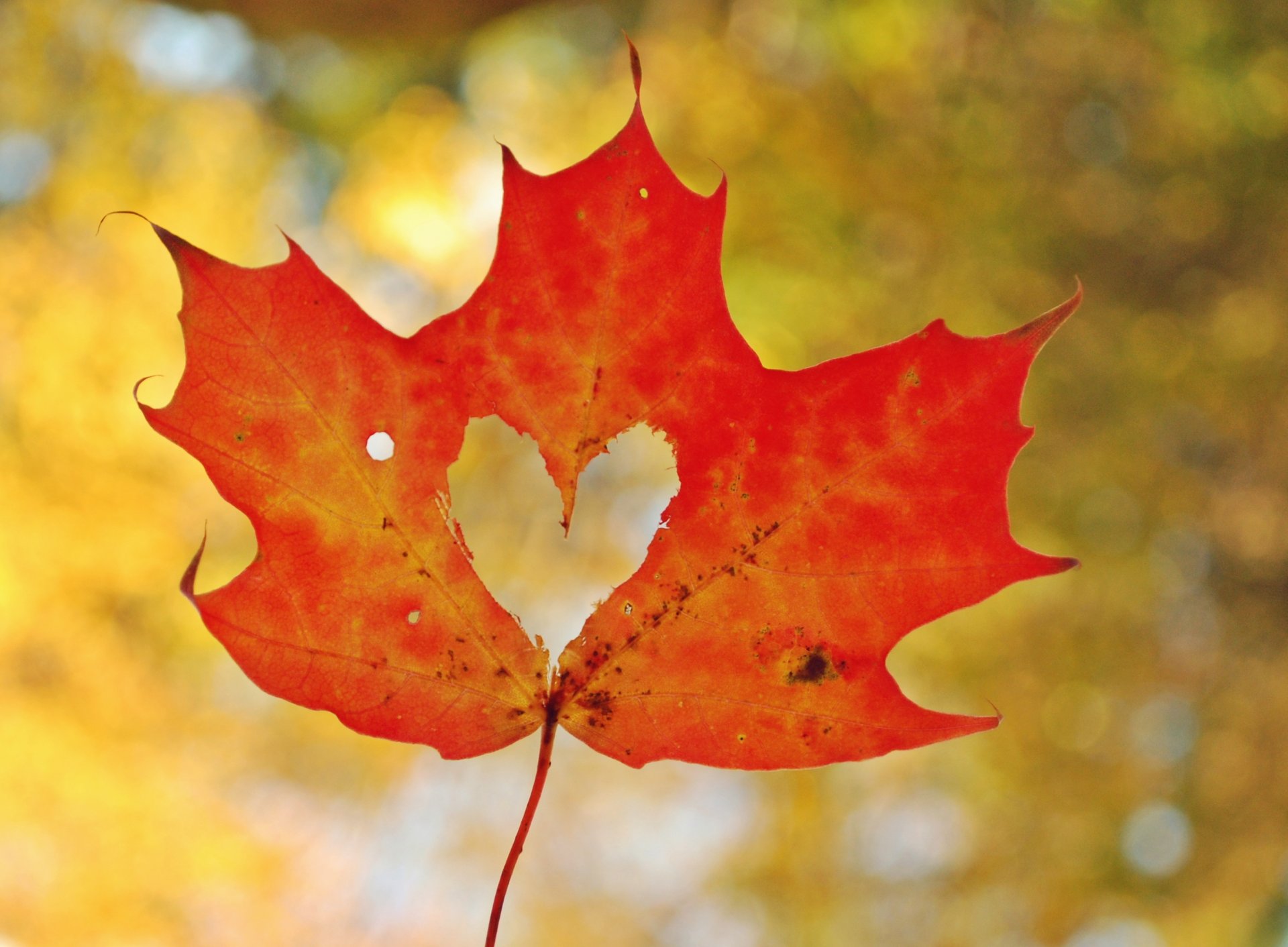 leaf maple heart heart autumn macro