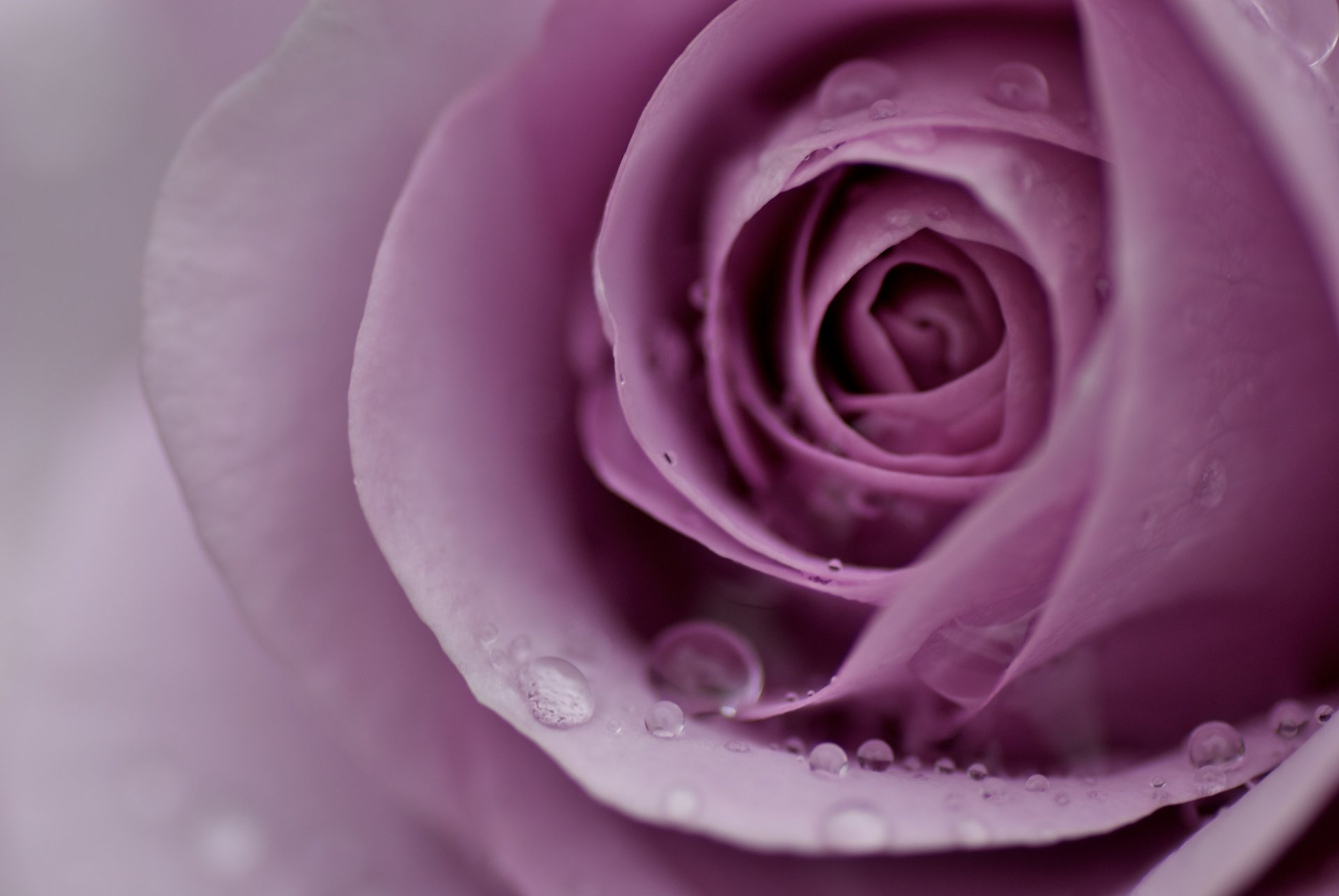 rose rose lilas bourgeon fleur pétales gouttes eau rosée tendresse flou gros plan