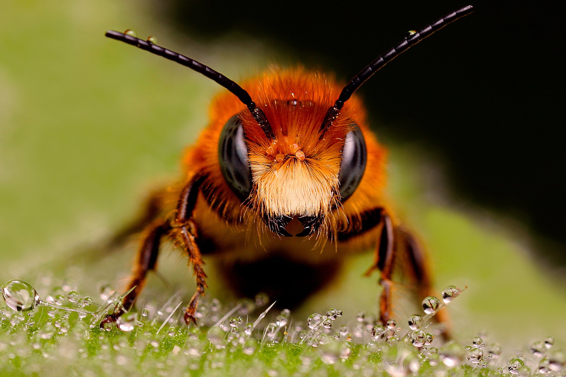 macro abeja mirando pelirroja gotas