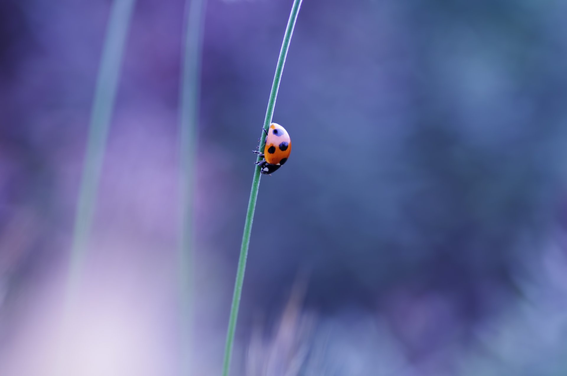 ladybug beetle insect blade the stem close up