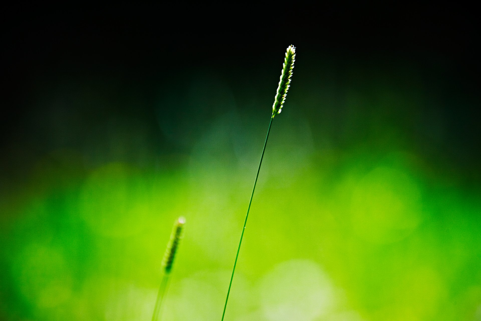 macro hierba espiga fondo verde