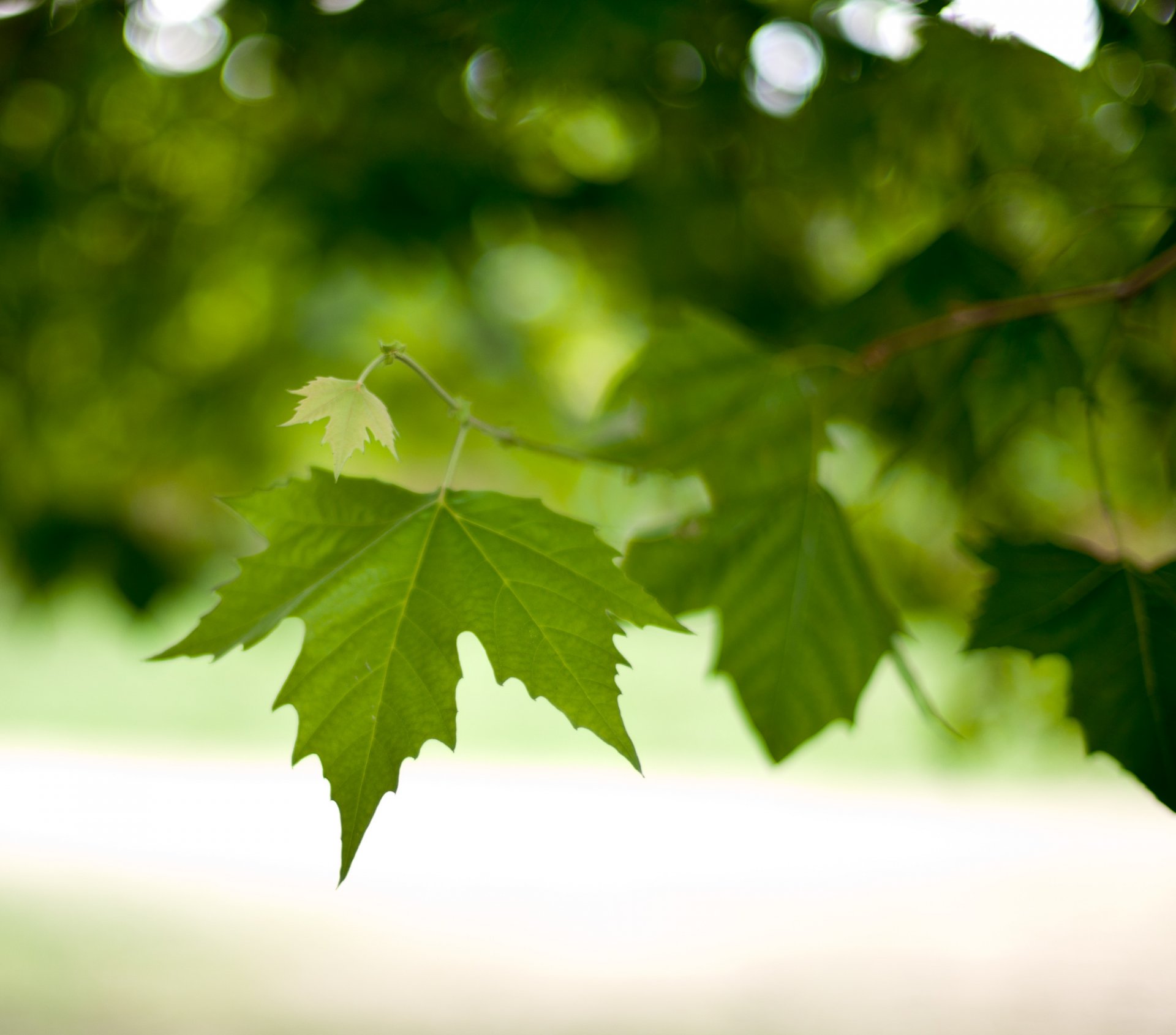 makro frühling zweig laub blätter blätter grün bokeh