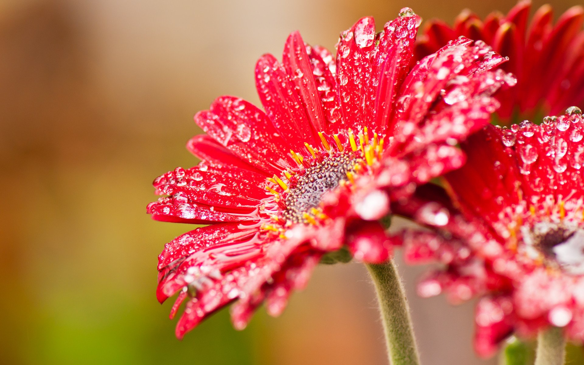 finestre wcp fiore rosso gocce nettare