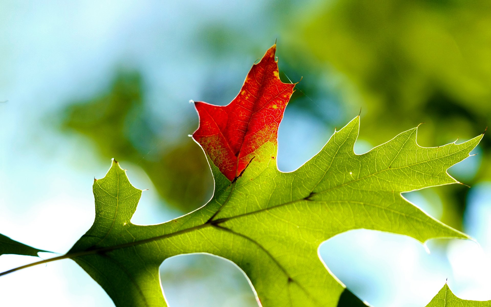 macro foglia autunno