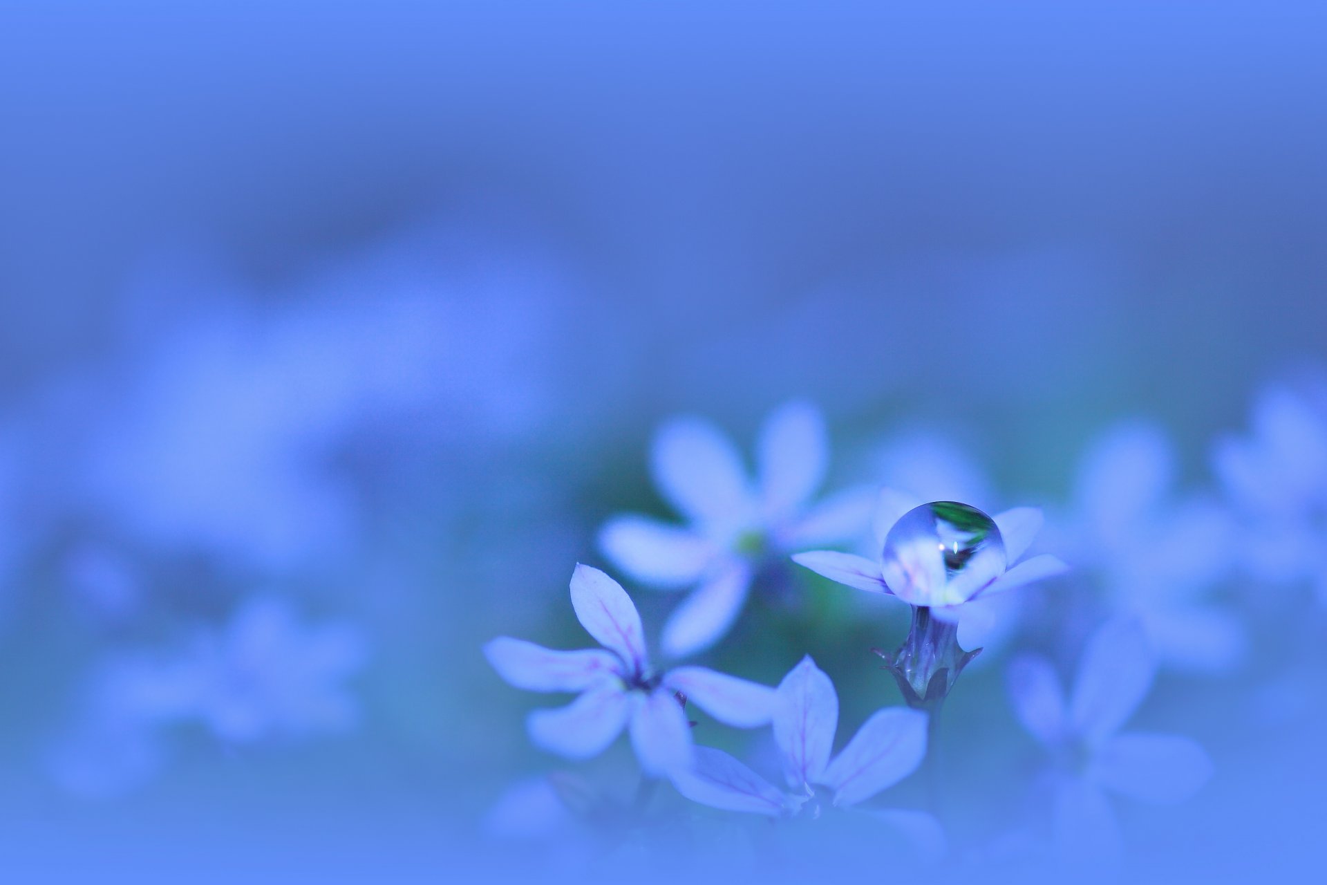 blumen blau blau blütenblätter pflanze tropfen wasser farbe makro