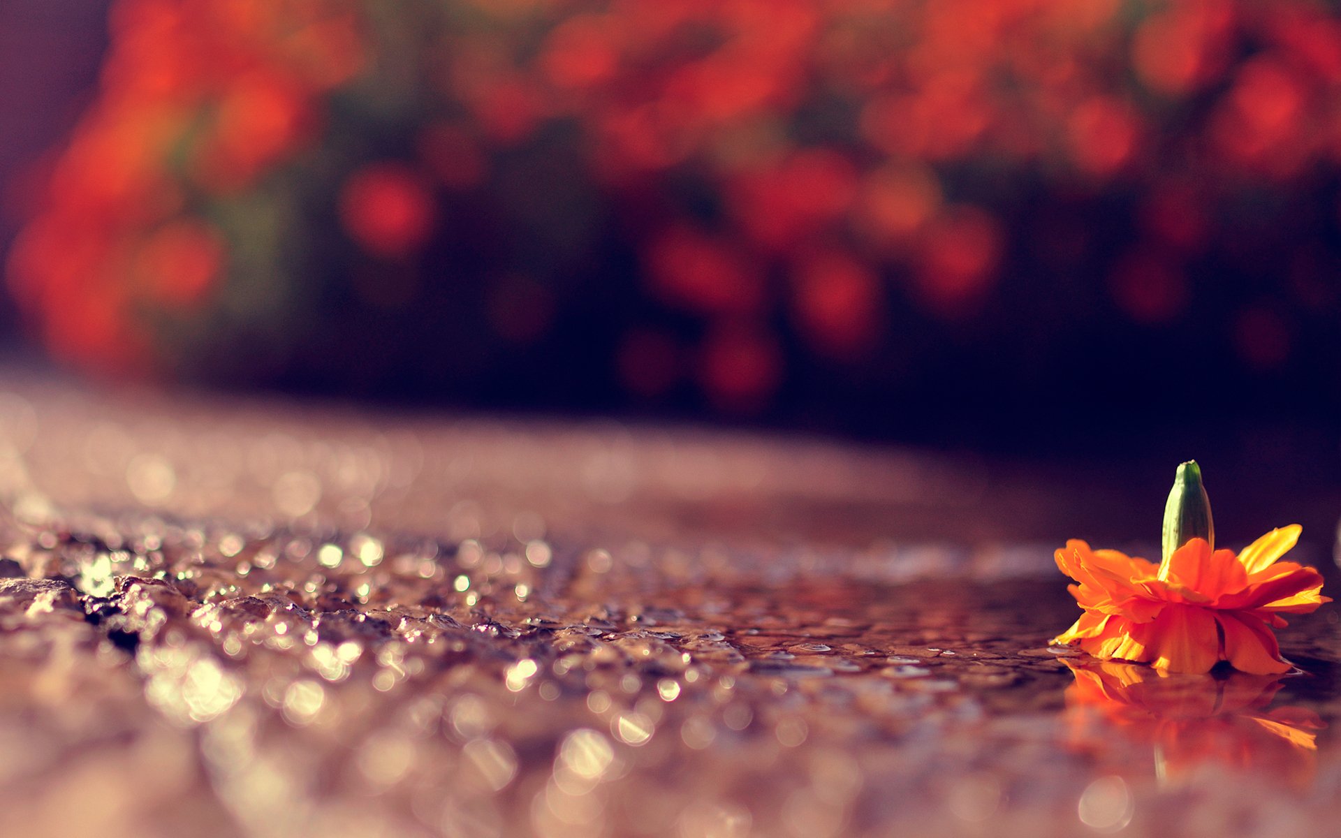 close up road flower bokeh reflections light game