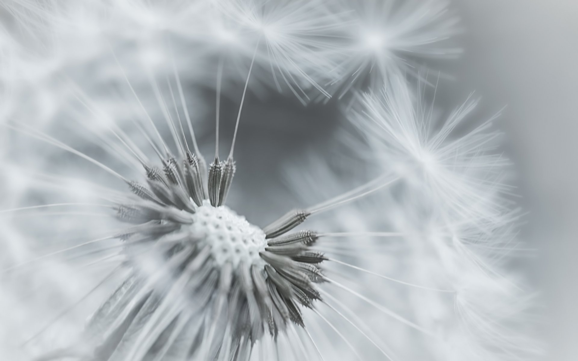 dente di leone lanugine pianta fiore messa a fuoco macro bianco e nero