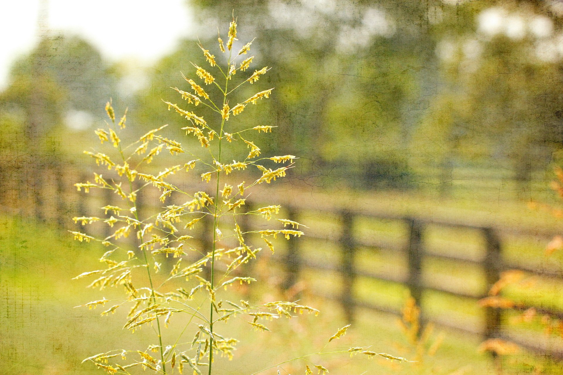 herbe clôture gros plan style