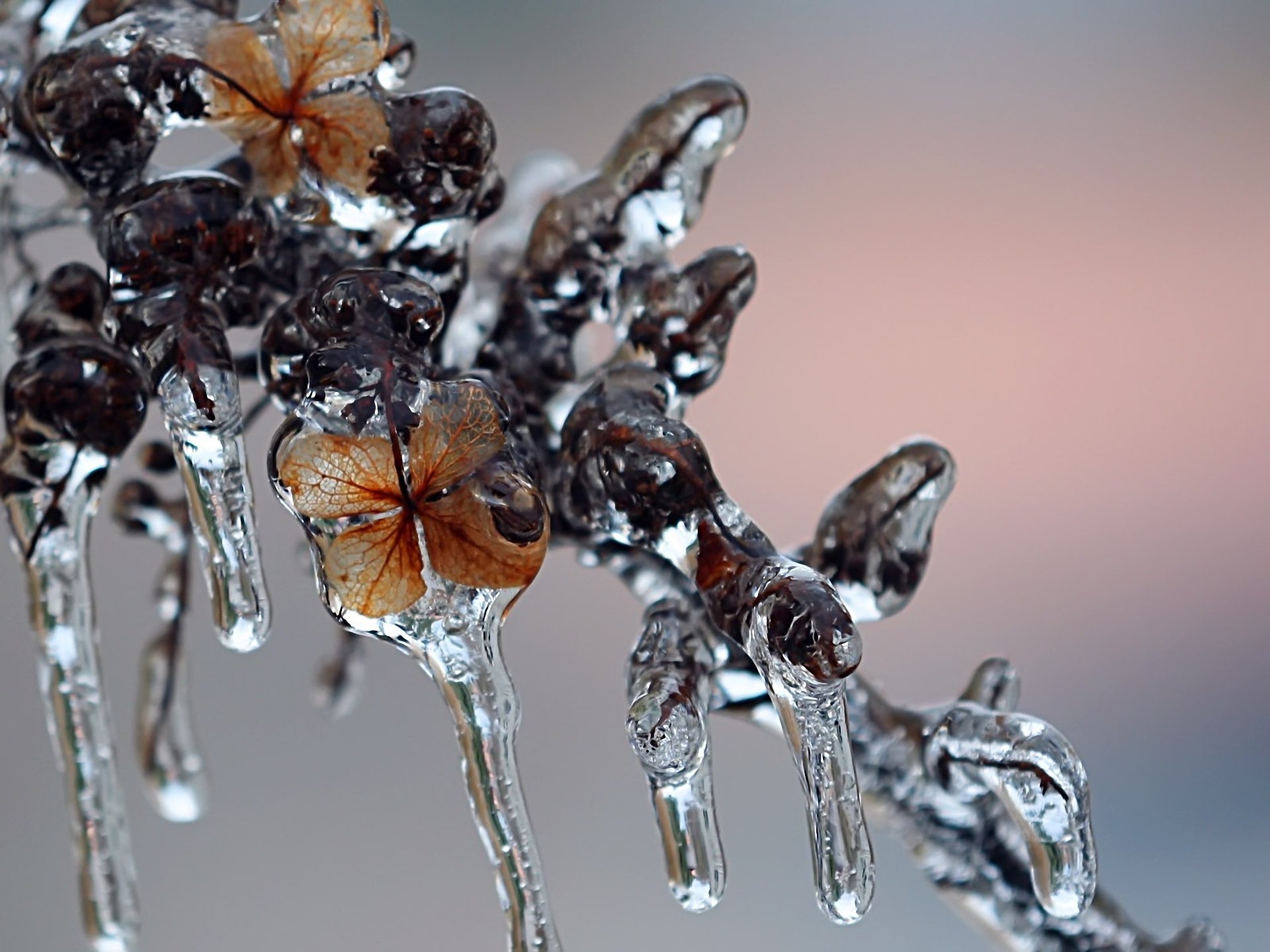 macro hielo invierno rama carámbanos