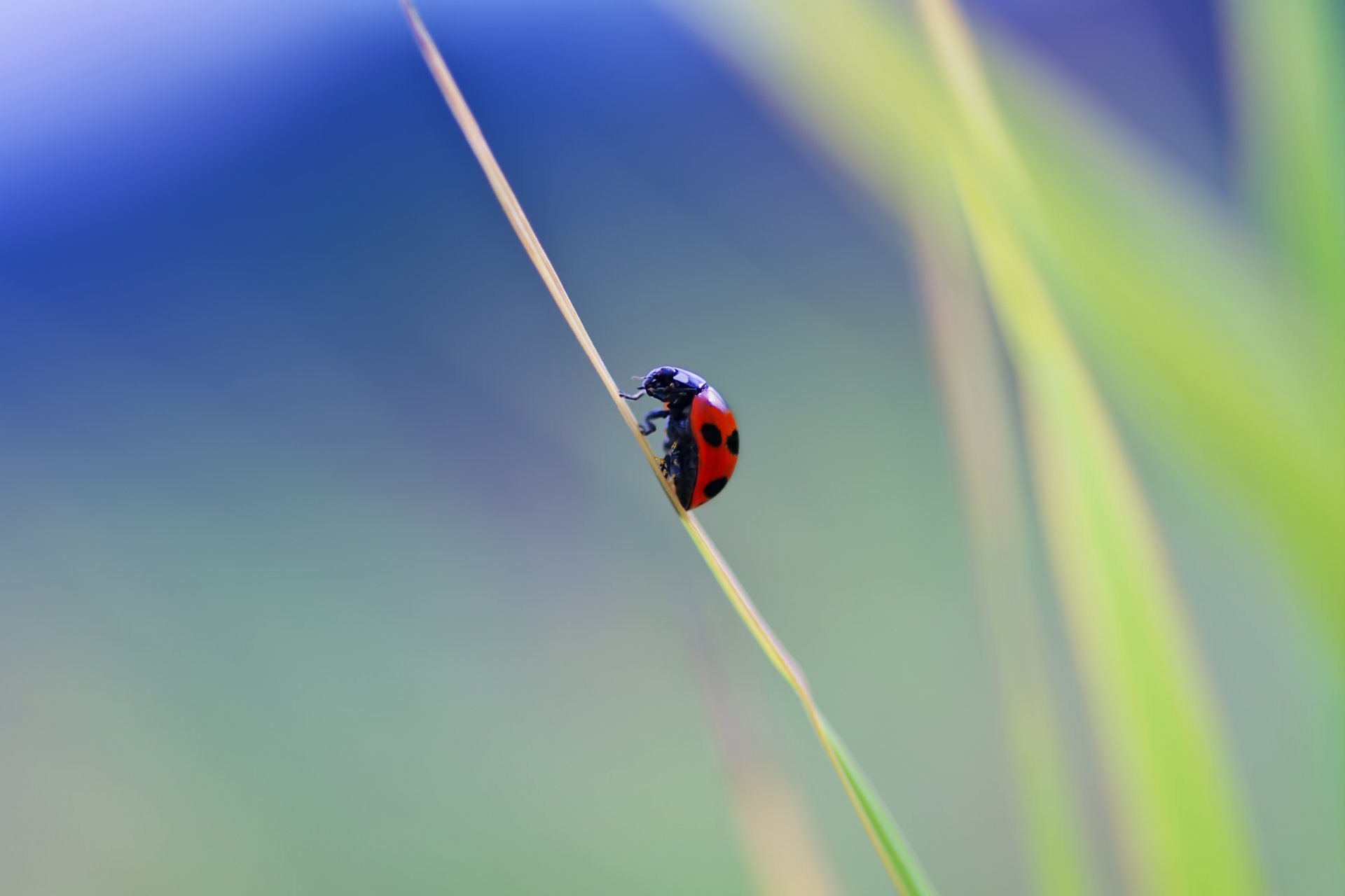 coccinelle herbe coléoptère insecte gros plan