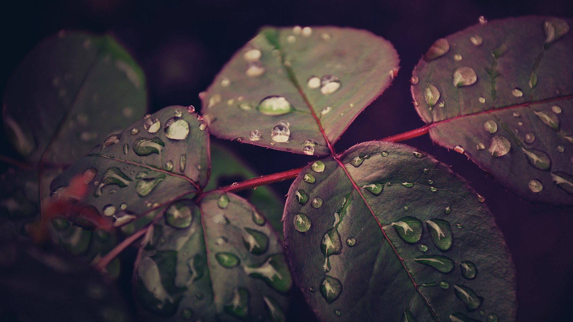 hojas gotas macro después de la lluvia