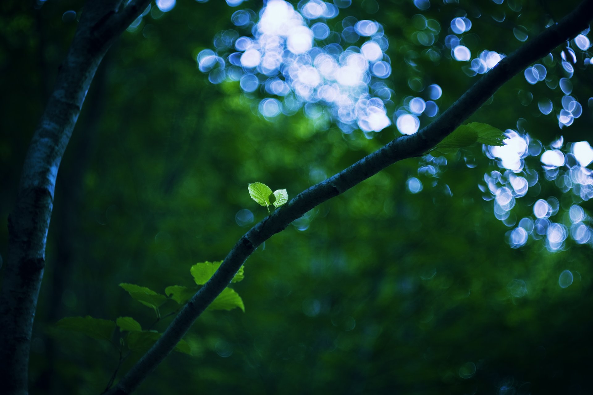 zweig zweige baum stamm laub blätter blatt grün blendung bokeh licht himmel grün natur