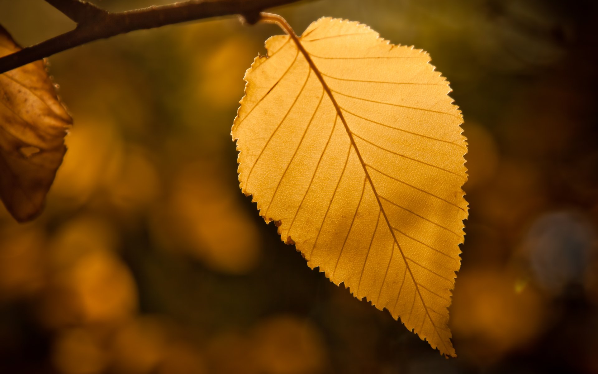 heet leaf bokeh autumn