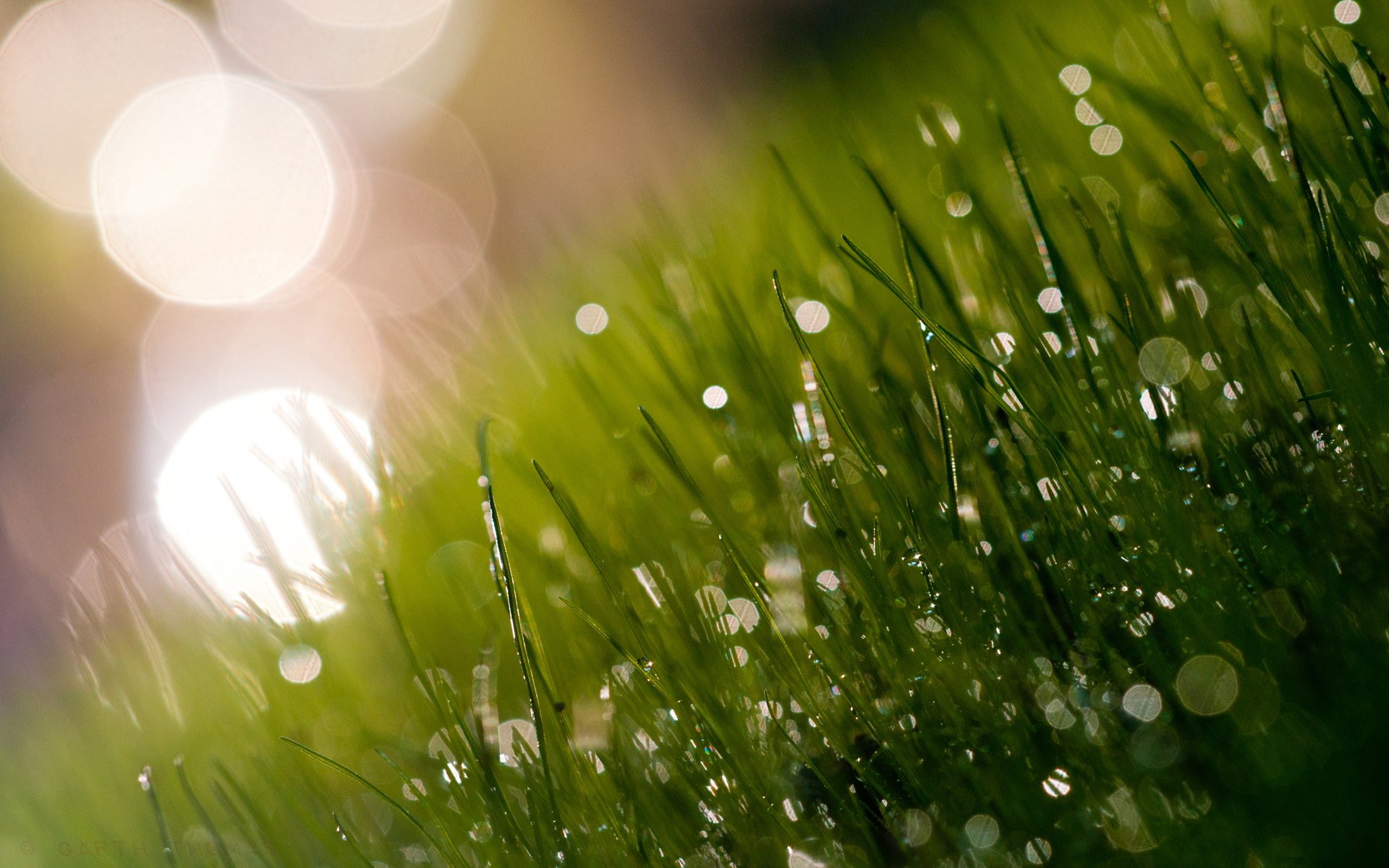 gras wiese saftig frische tau morgen licht blendung grashalme grüns schatten