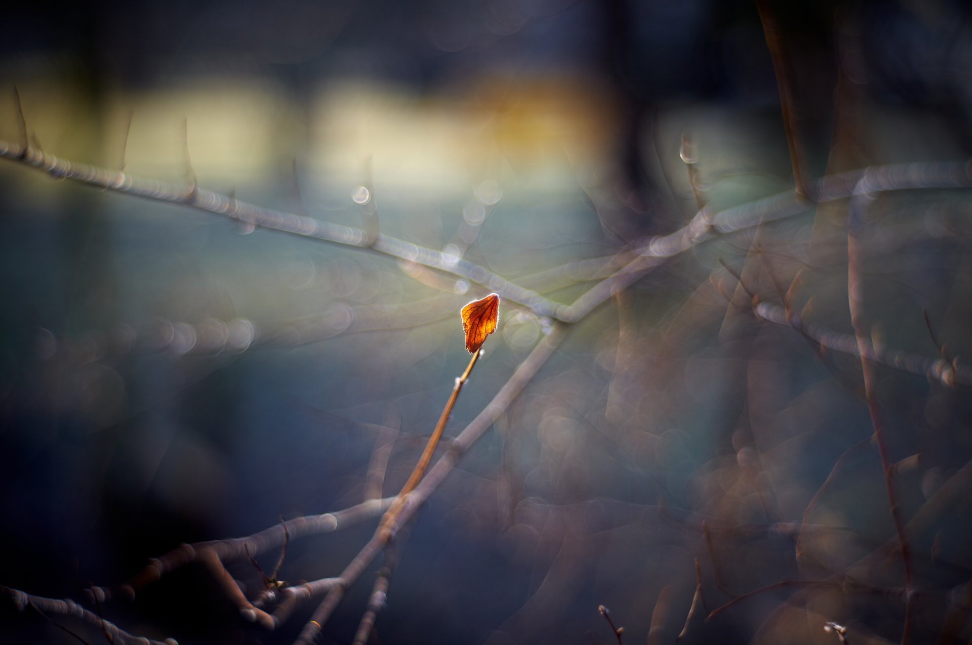 close up autumn sheet branches reflections bokeh