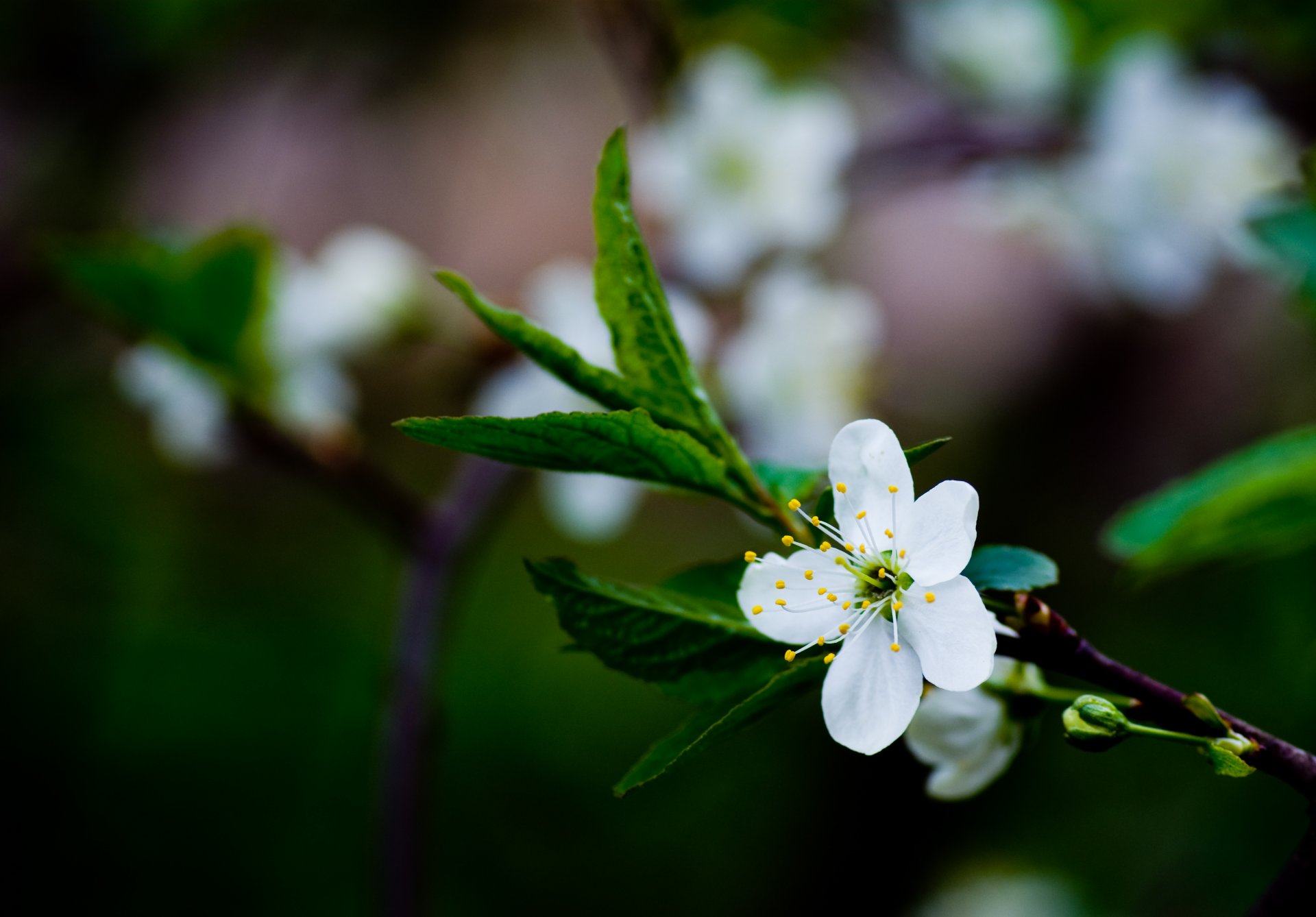 kirsche blüte frühling blume weiß zweig blätter grün farbe unschärfe grün makro