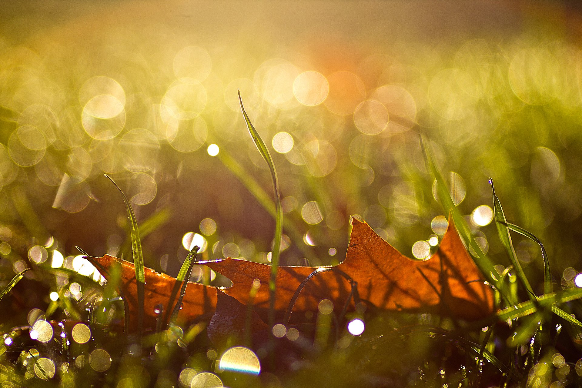 macro otoño hoja gotas reflejos hierba