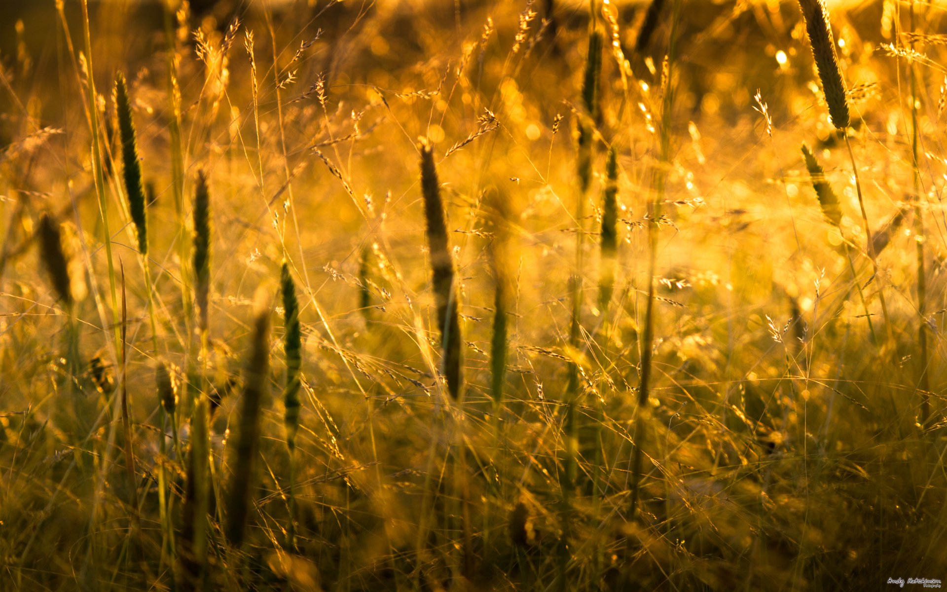 makro natura trawa światło słońce makro 2560x1600