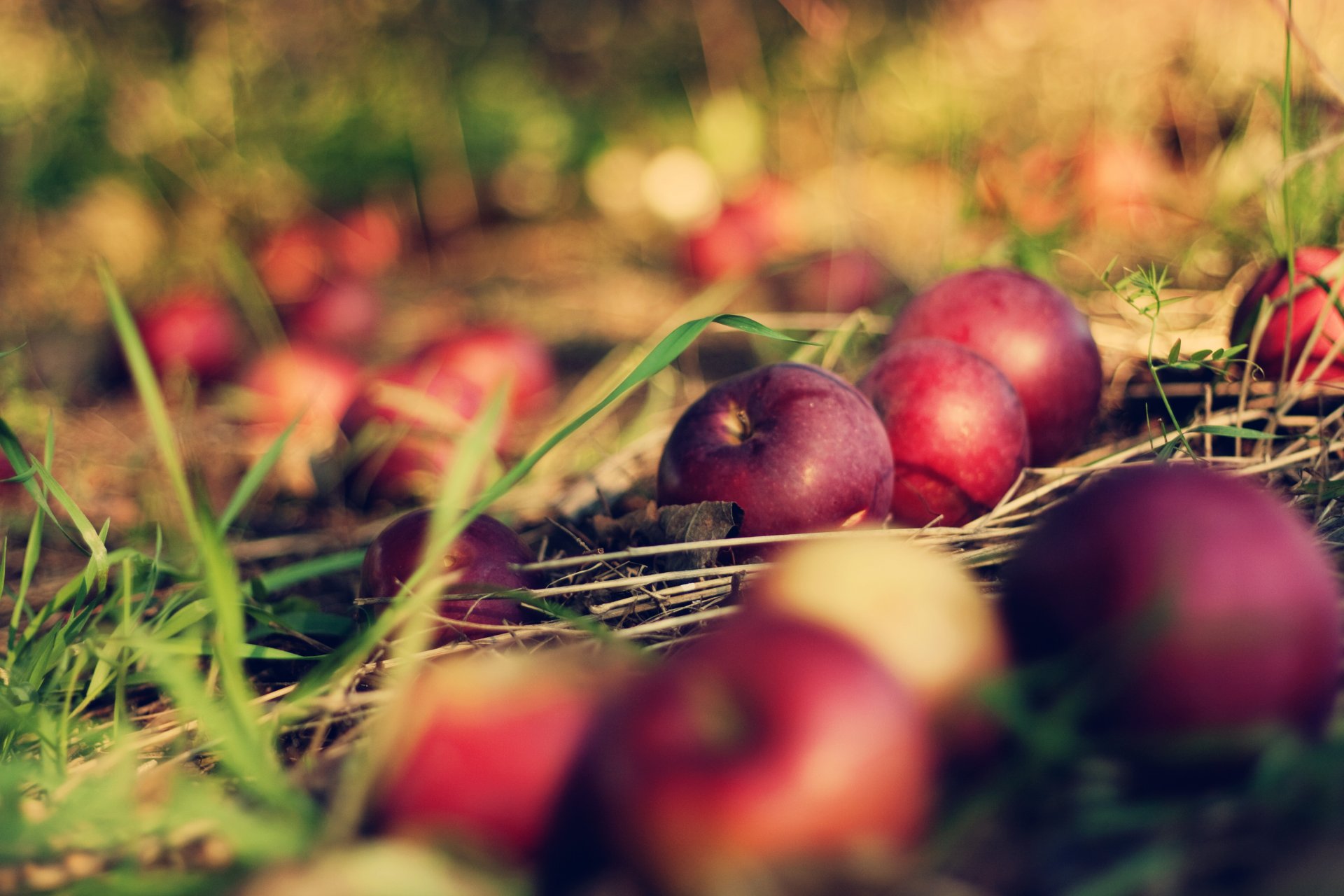 erde gras äpfel makro bokeh apfel garten