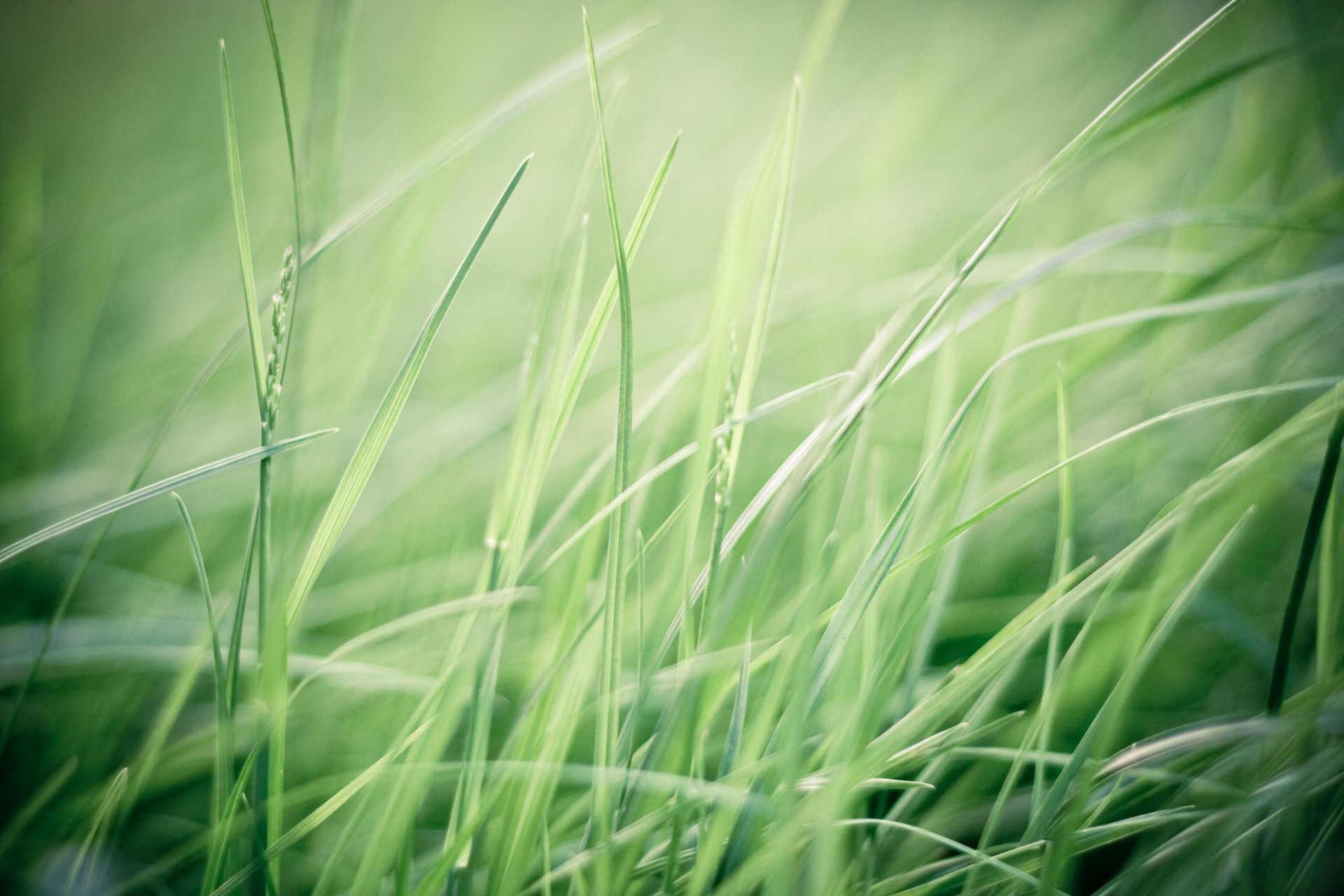 trawa zieleń zieleń rośliny pole natura wiatr makro