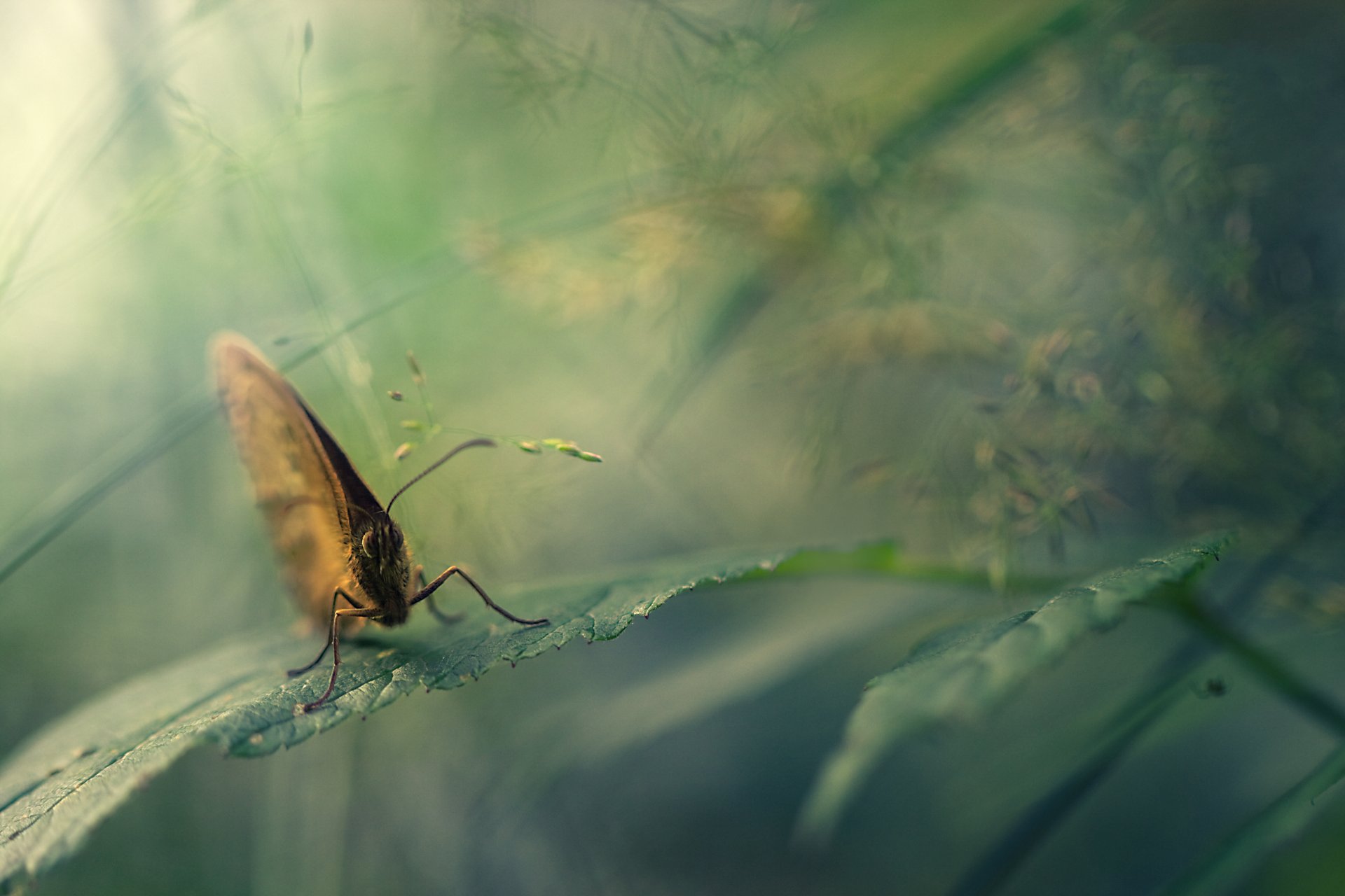 butterfly piece nature close up