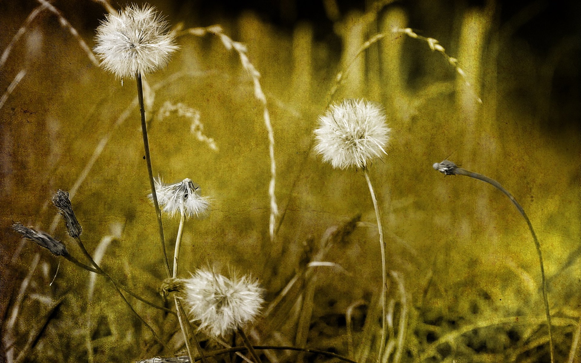 löwenzahn blumen stil hintergrund