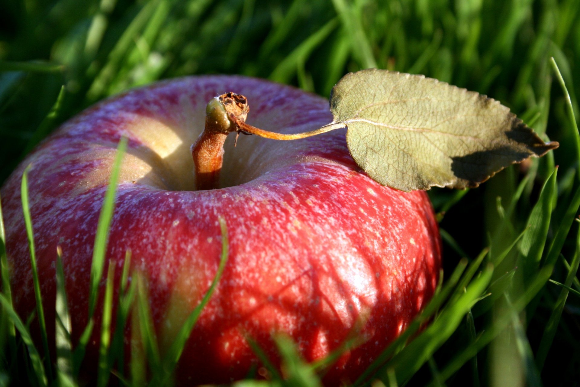 gras rot apfel frucht essen blatt frucht natur makro