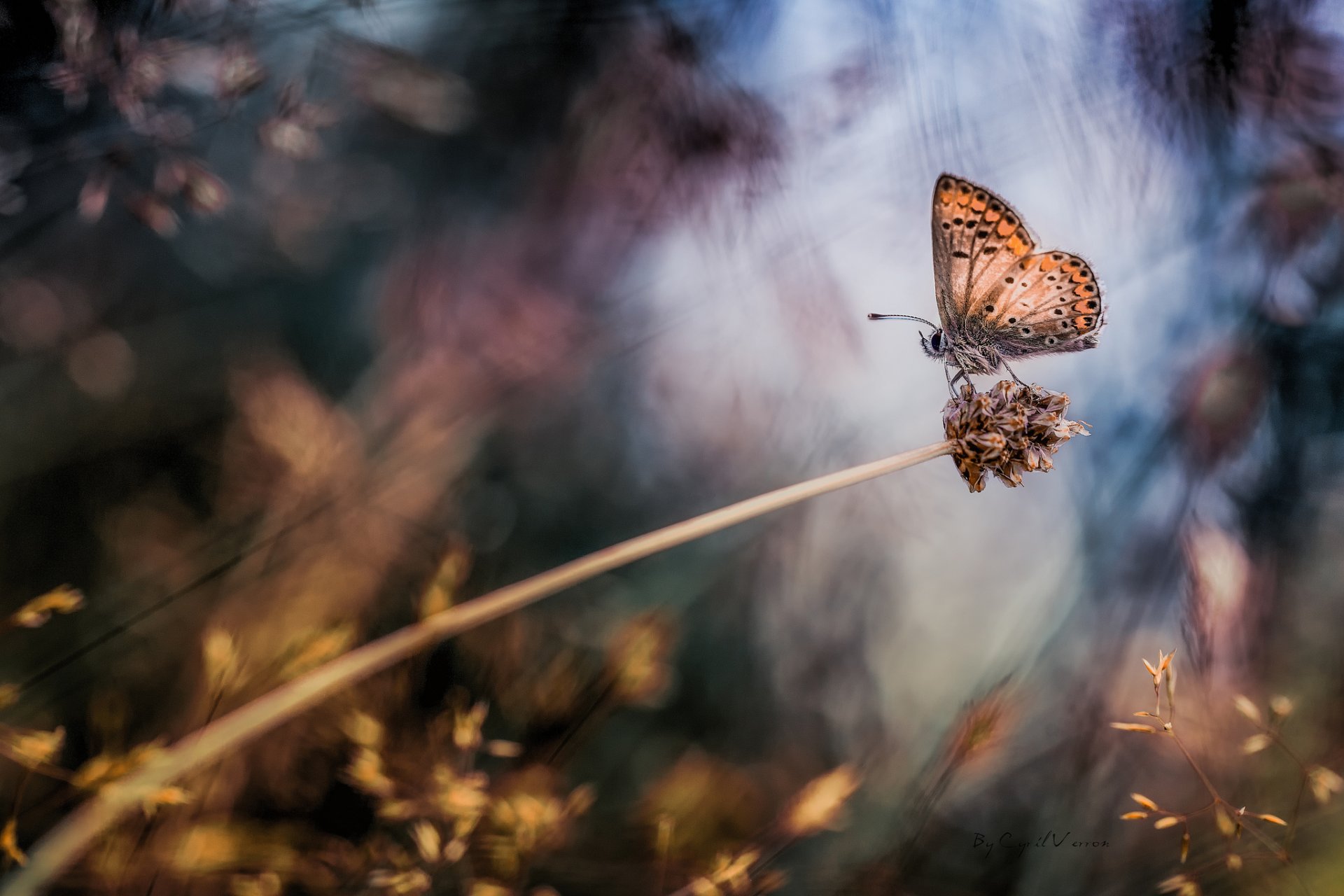 plant butterfly close up bokeh