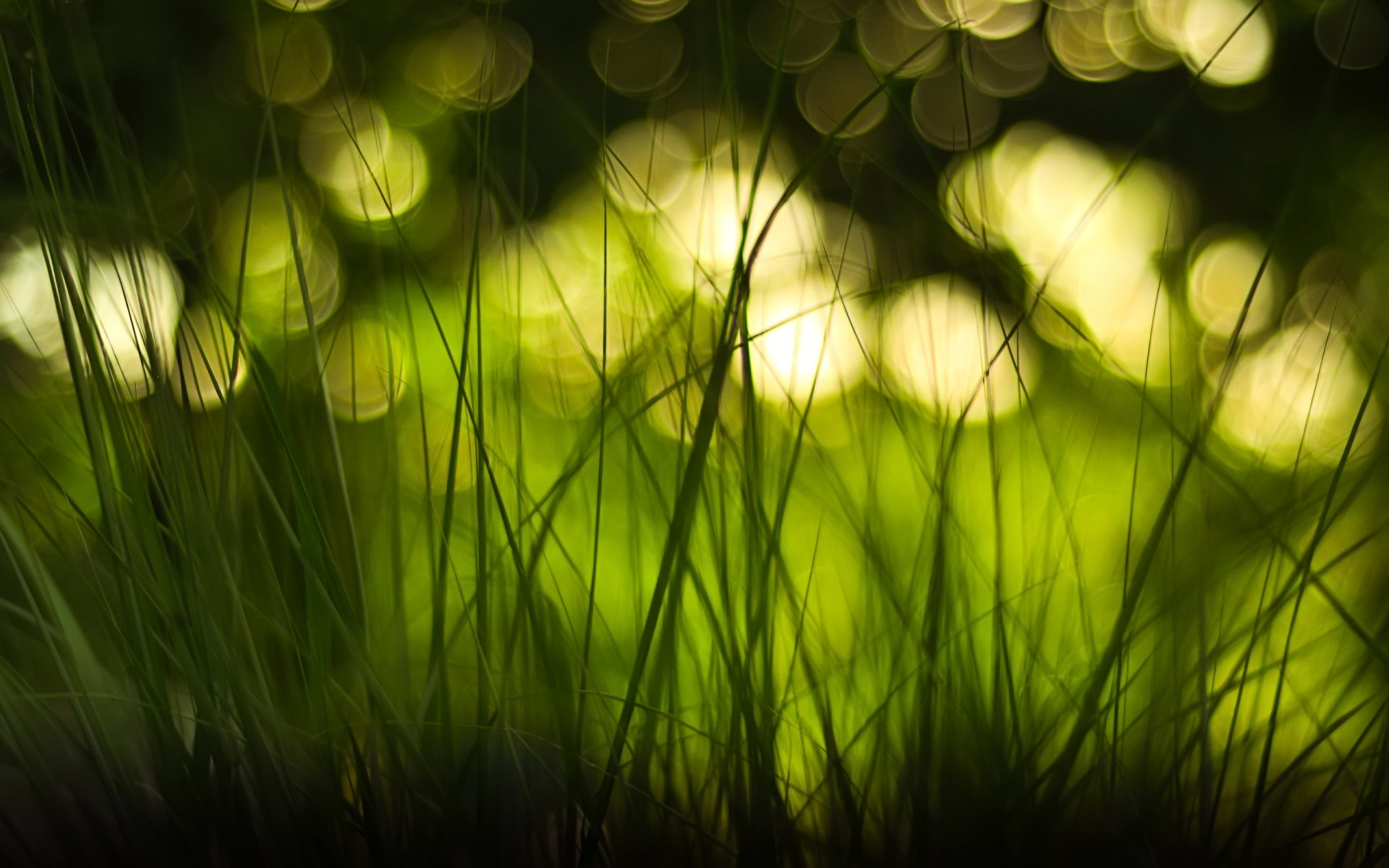 close up grass reflections bokeh