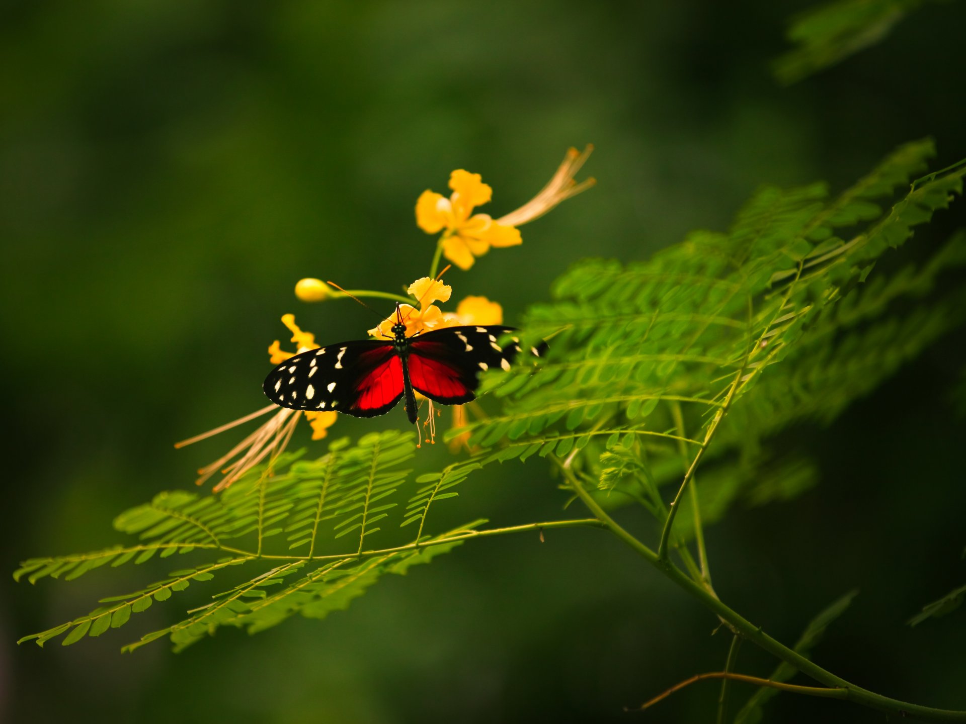 gros plan papillon croissance fleur