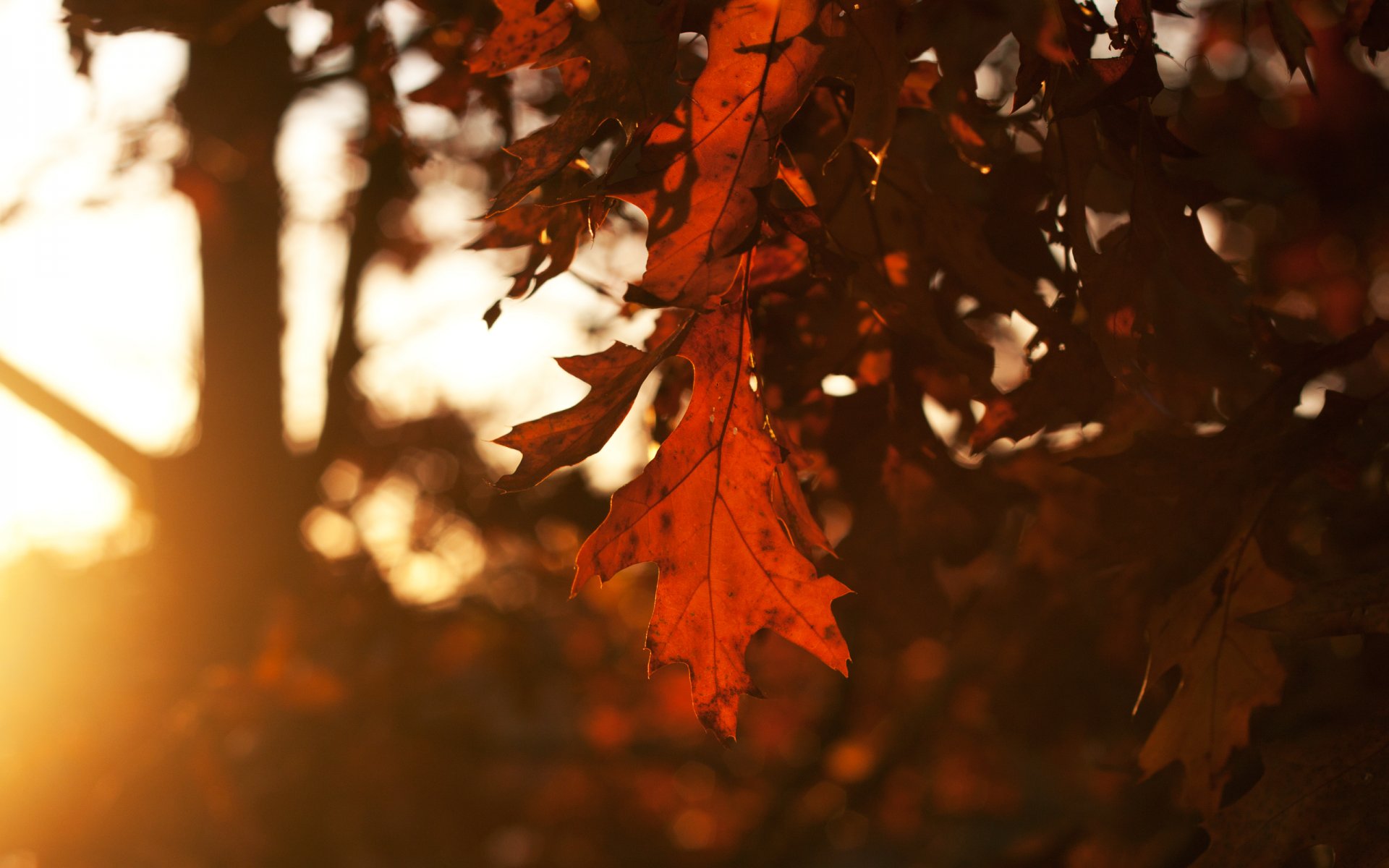 feuille feuilles chêne arbres automne saison soir coucher de soleil ciel soleil rayons lumière