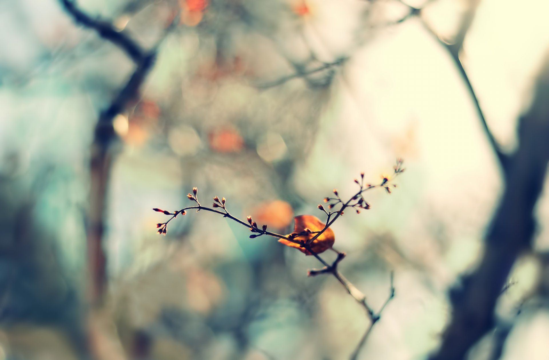 zweig blatt blatt natur frühling fokus unschärfe bokeh