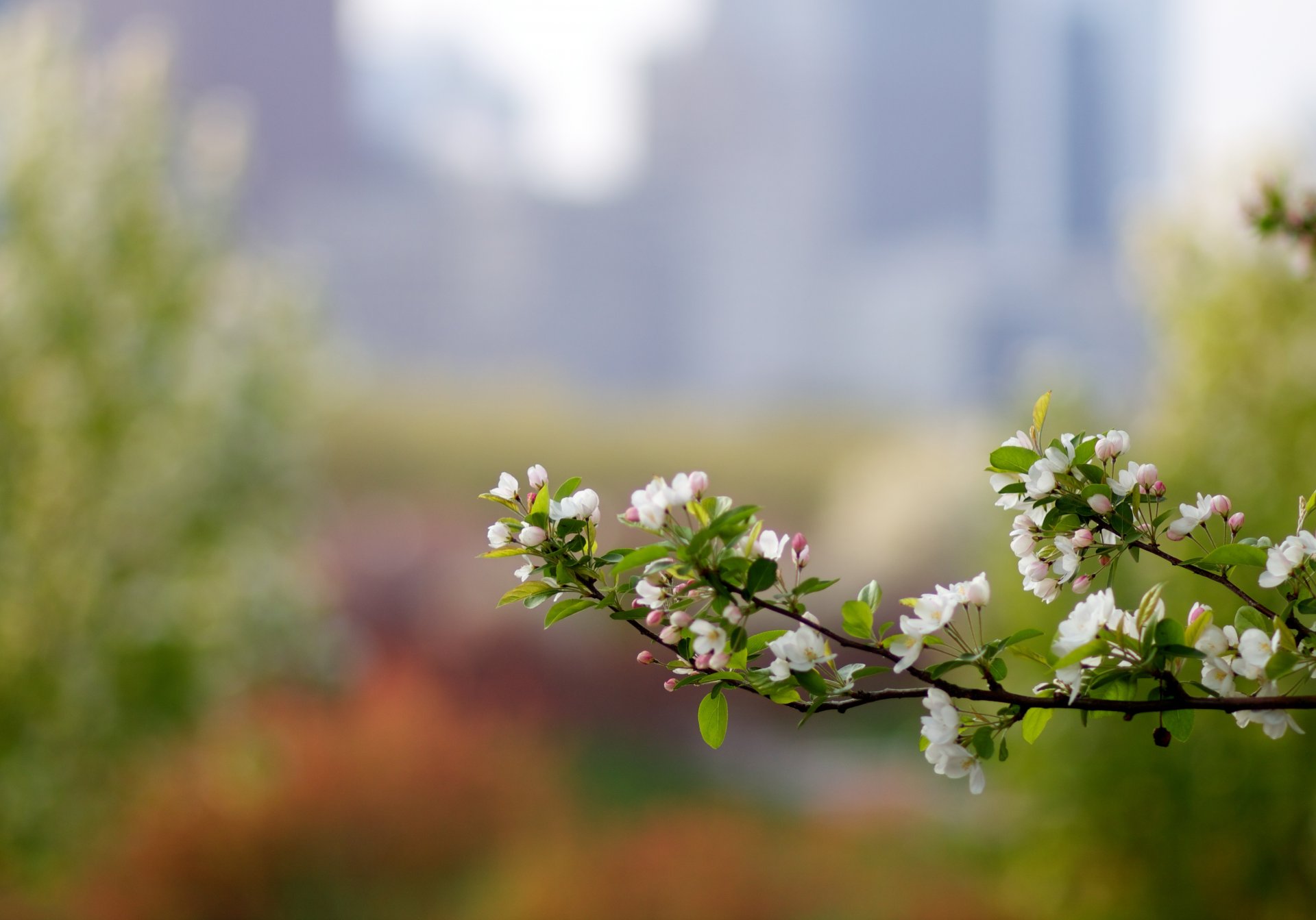 close up branch apple flowers spring blur bokeh reflection