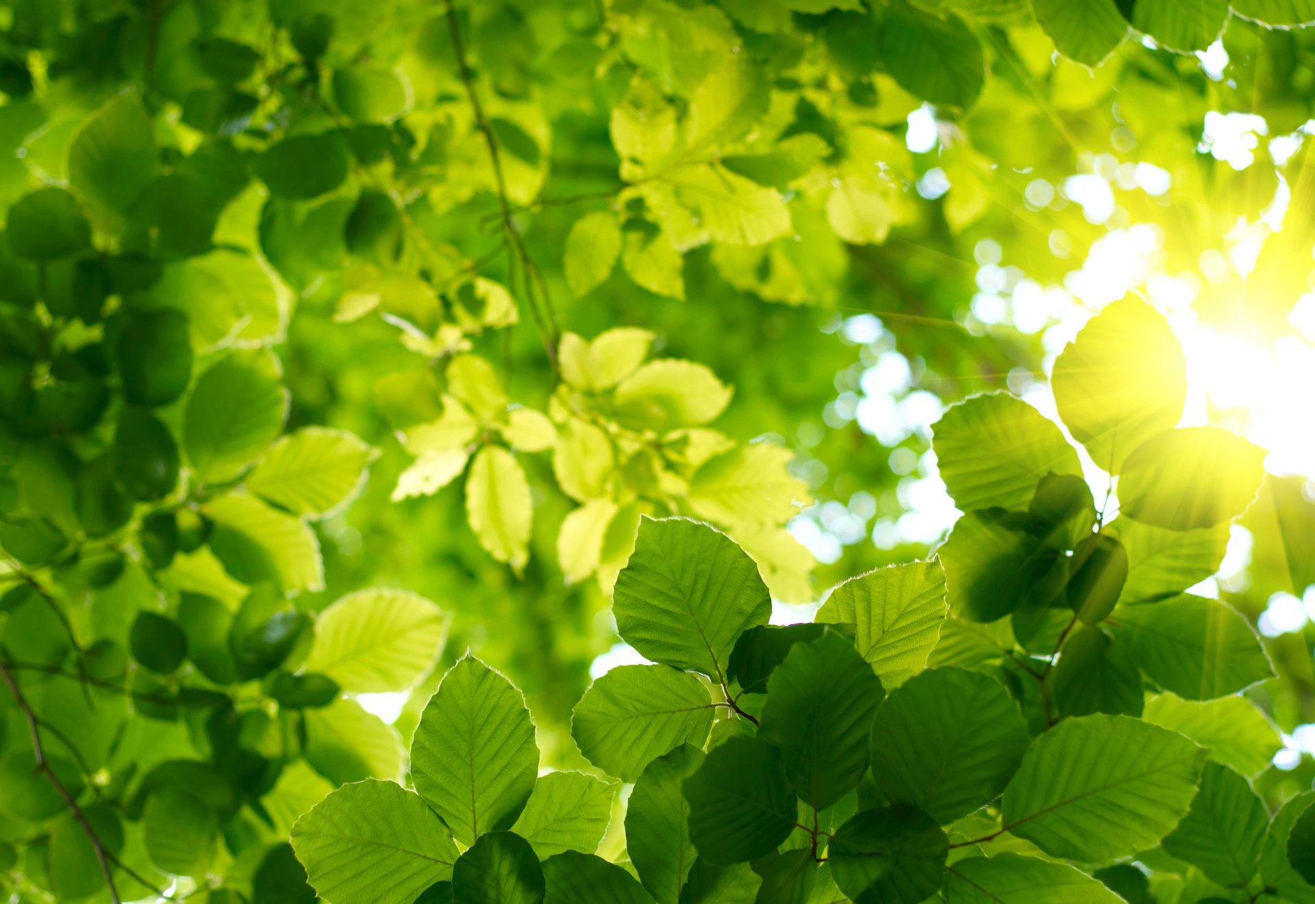 wald blätter himmel sonne sommer frühling grün