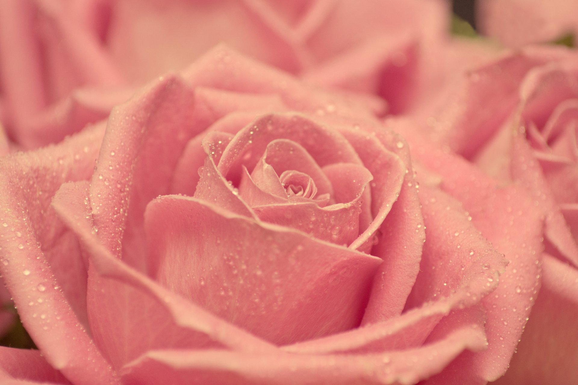 rose pink petals bud drops beauty tender blur close up