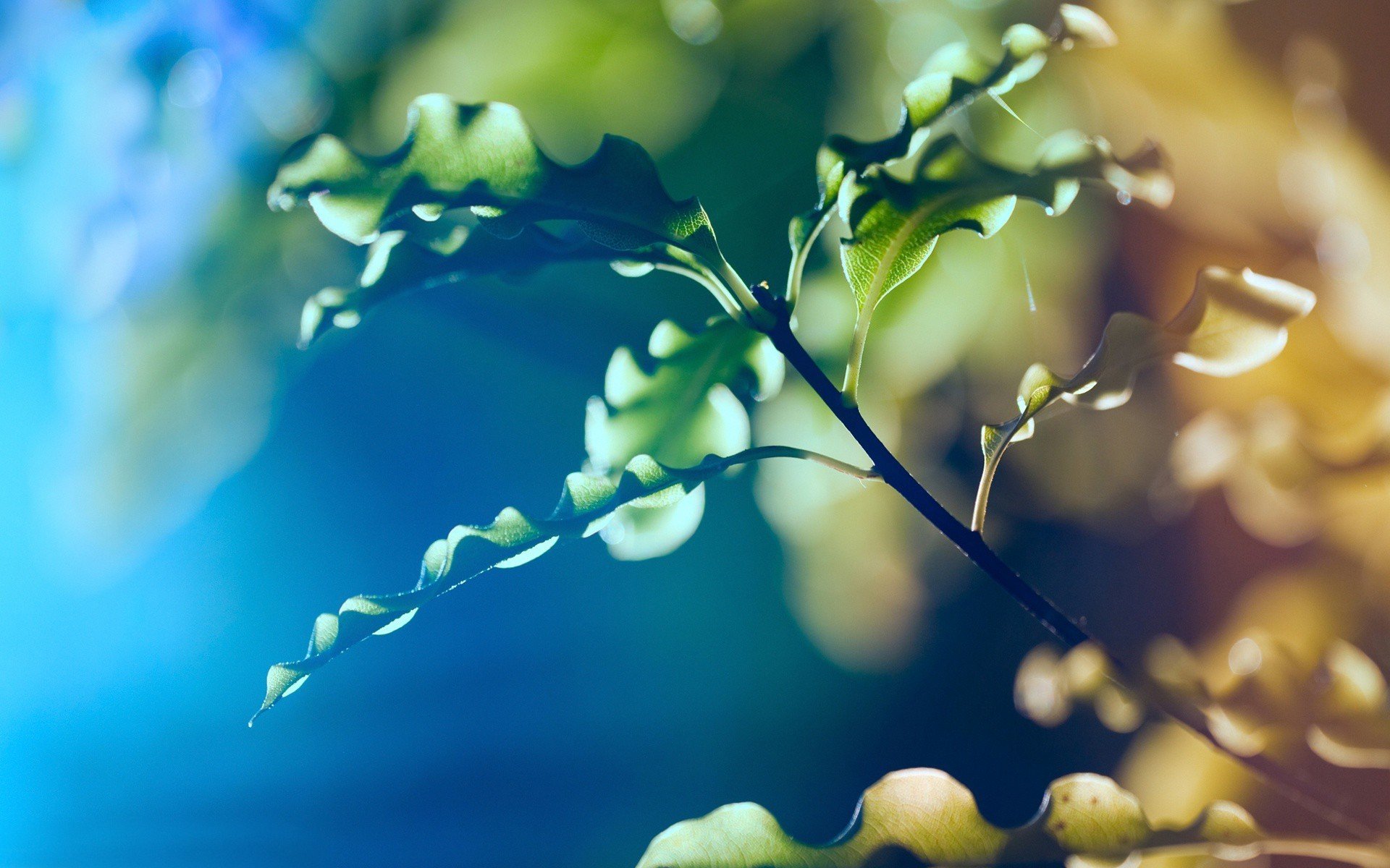 branch leaves nature close up blur