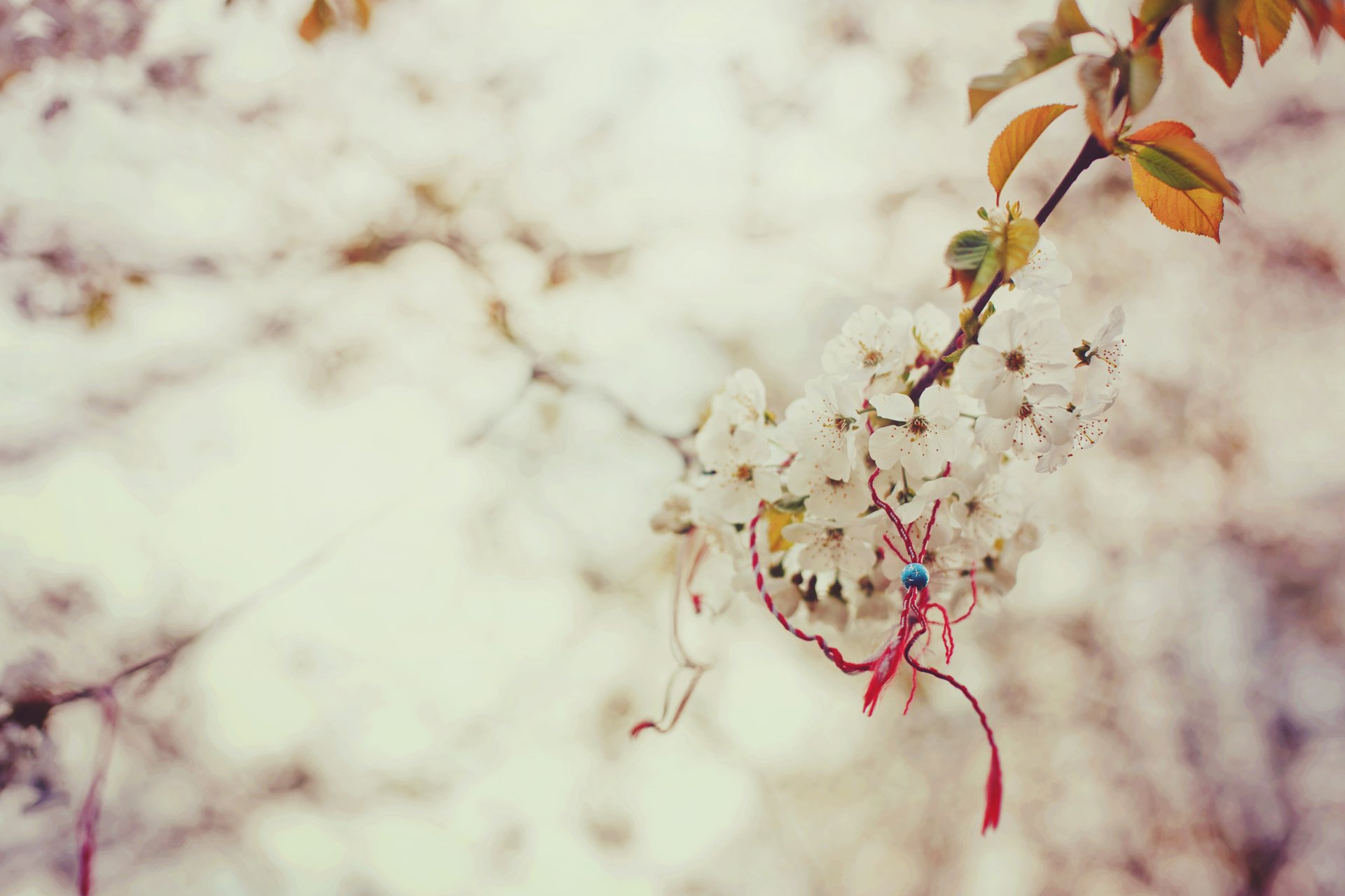 macro printemps branche sakura magique nodule