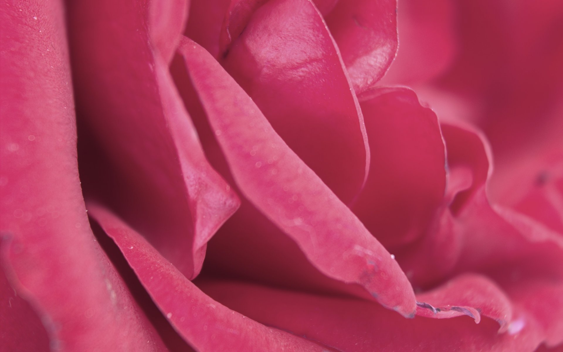 rose petals pink tender