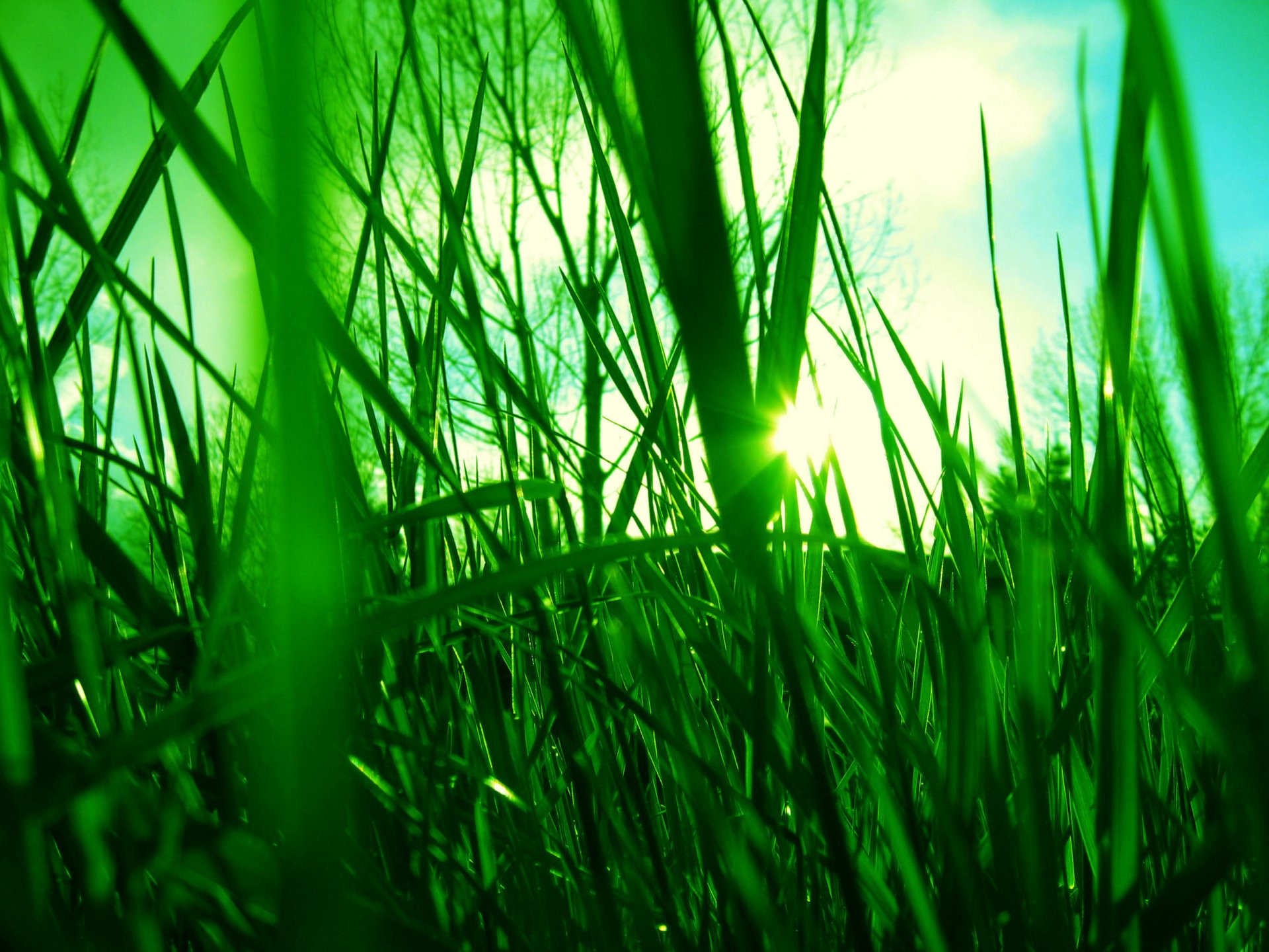 herbe ciel lumière soleil rayons vert