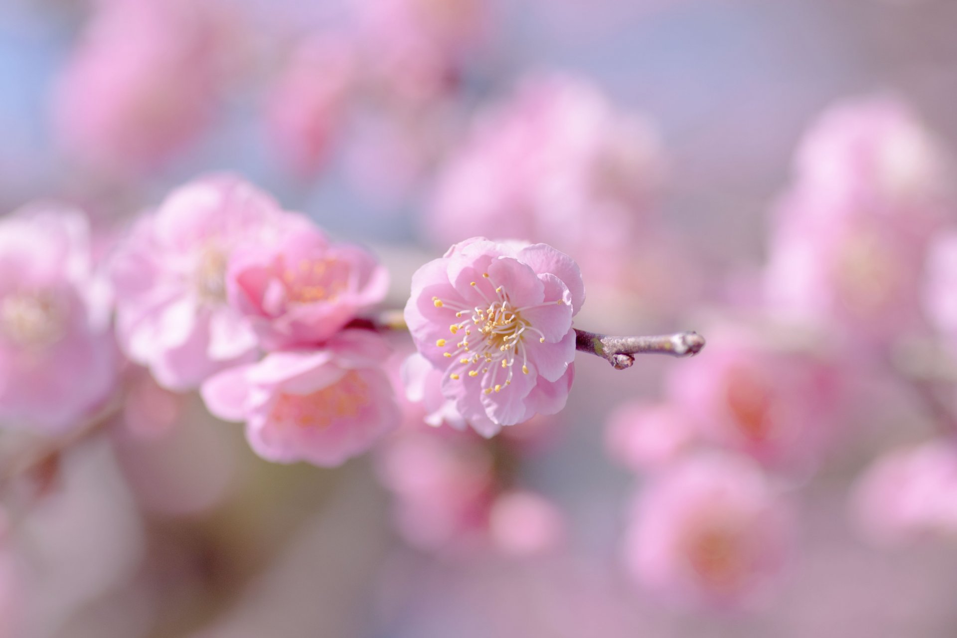 akura pink flower flowers blooming twig sky blurriness focus tenderness spring macro