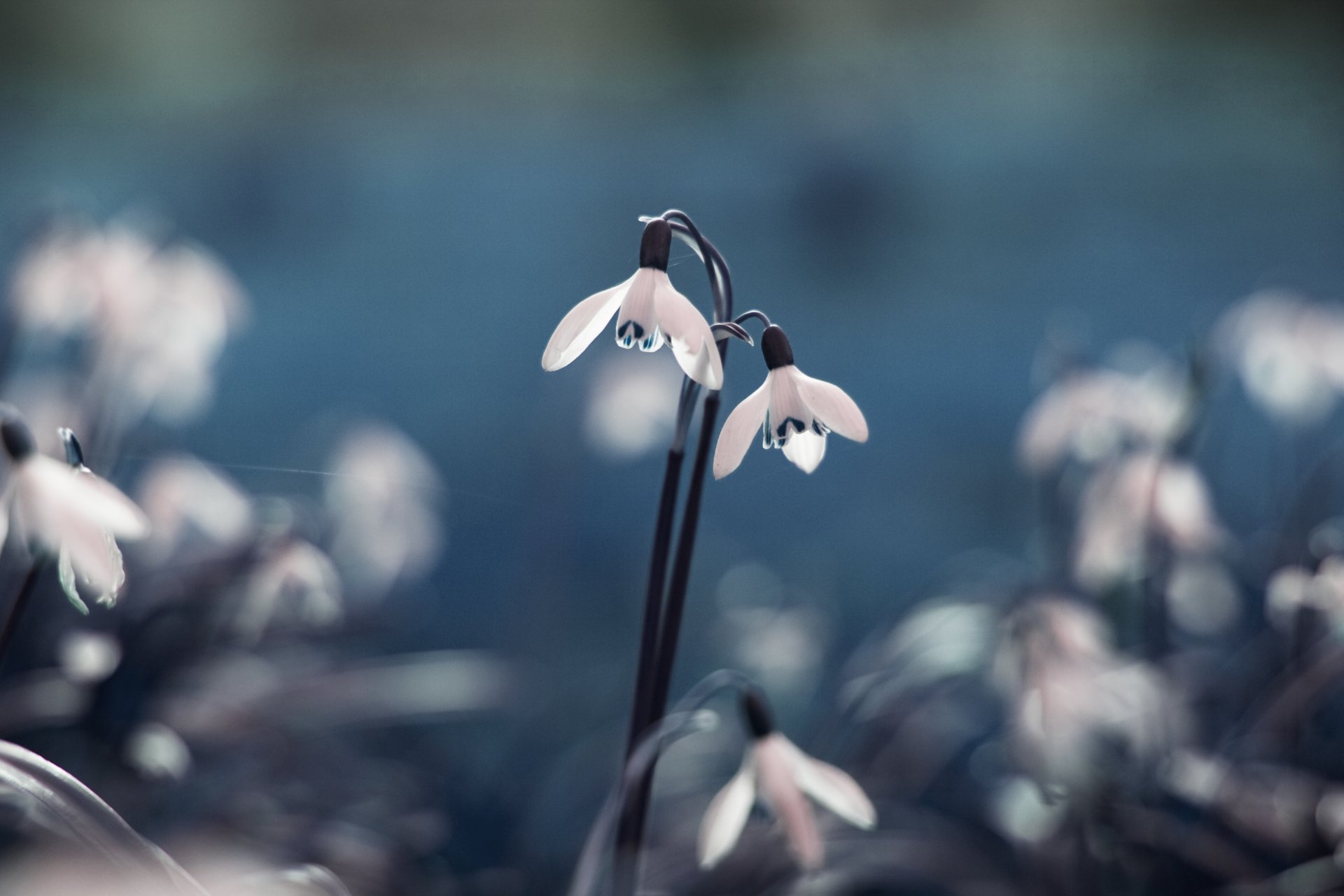 nowdrop snowdrops primrose flower flowers blue field nature close up spring