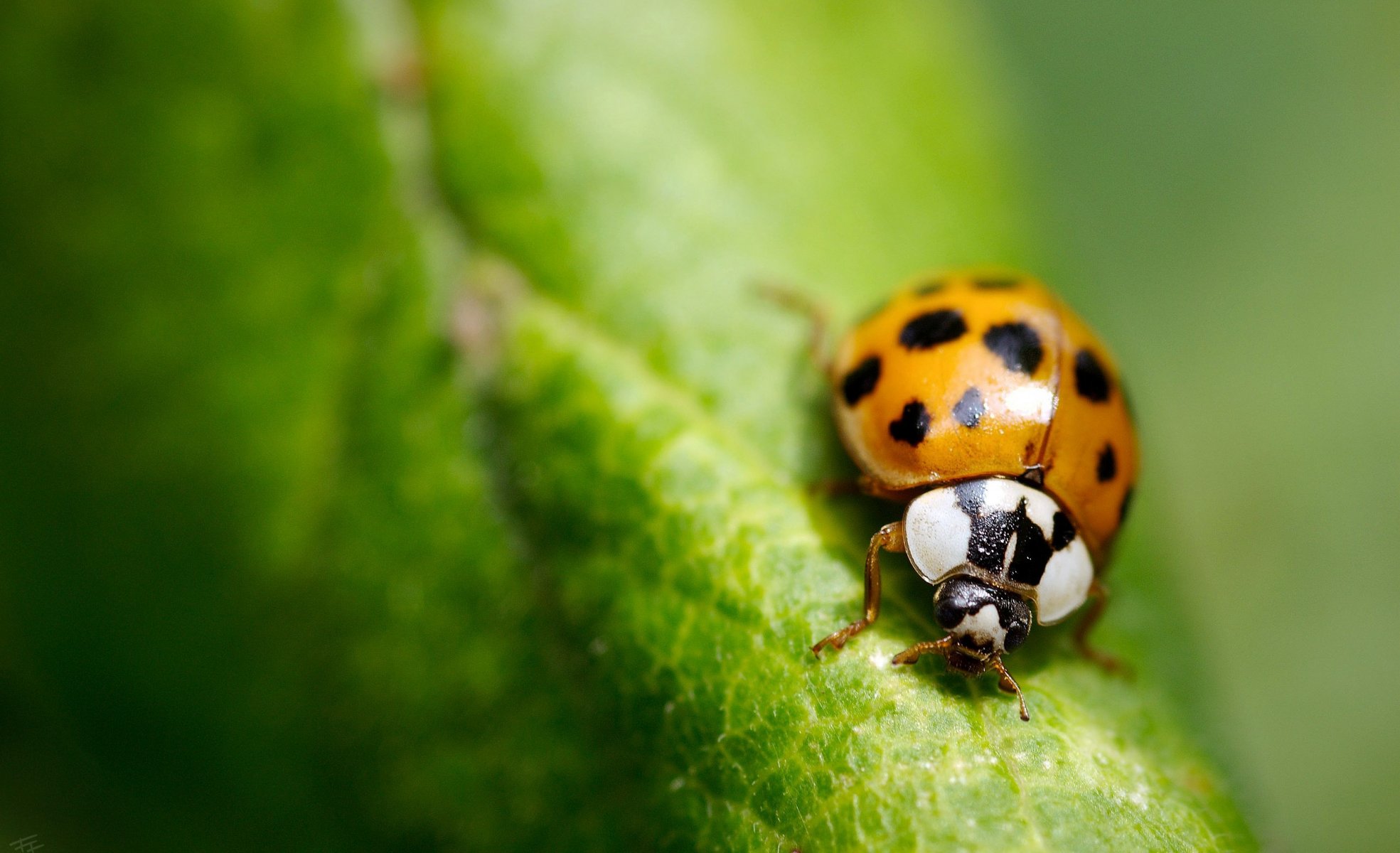 macro insetto verde foglia coccinella