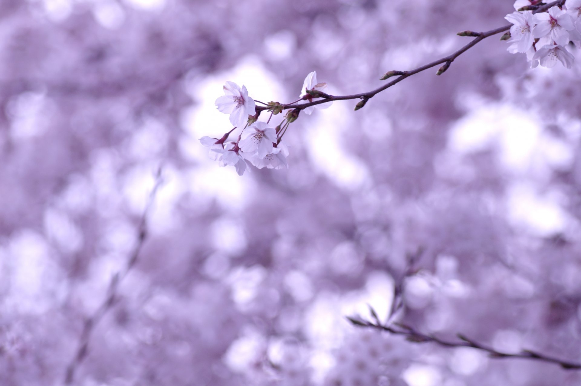 kirsche sakura zweig zweig blüte blumen weiß zärtlichkeit unschärfe frühling makro