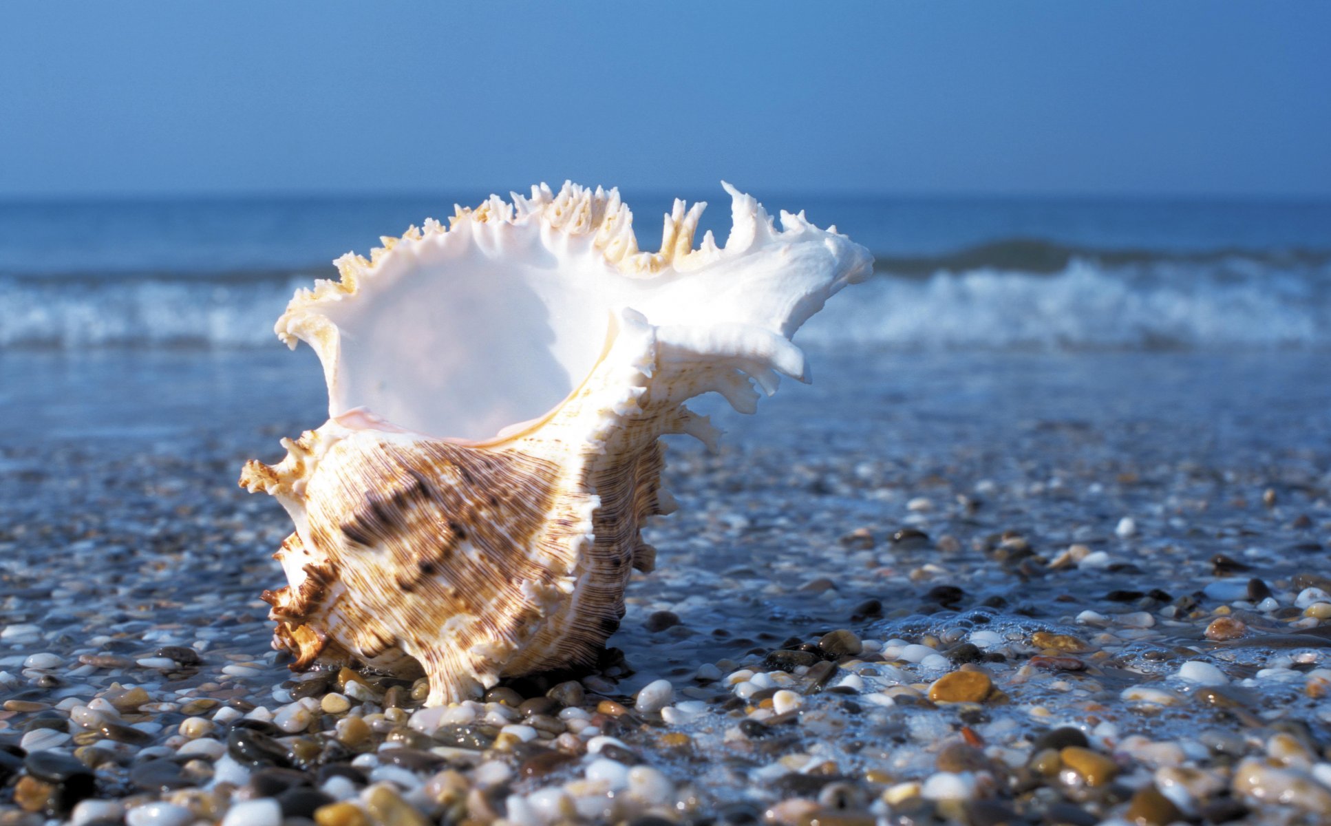 meer steine kiesel wellen wasser sommer ufer muschel muschel