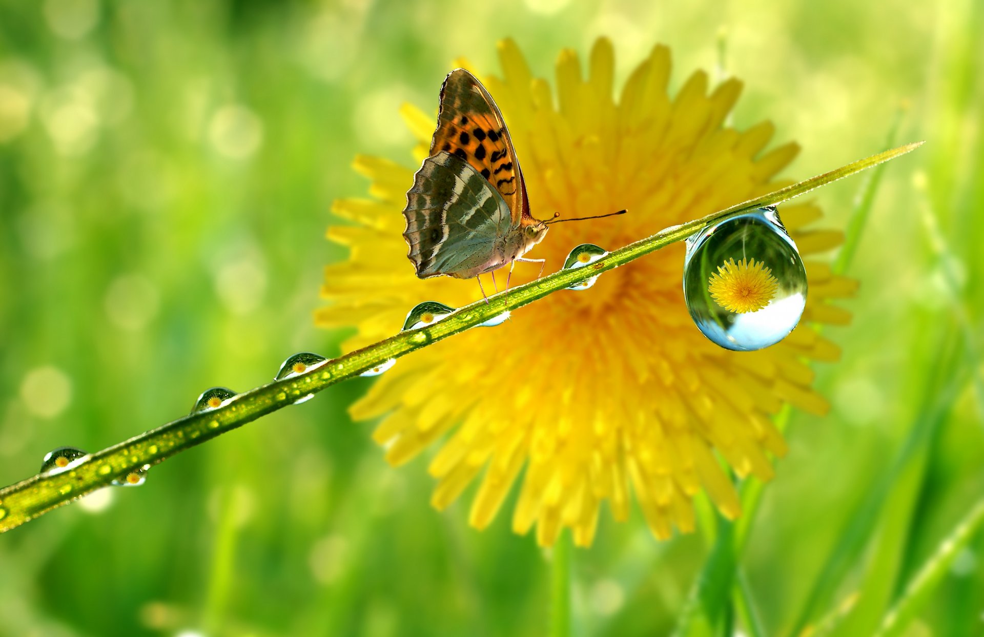 tige pissenlit goutte réflexion papillon