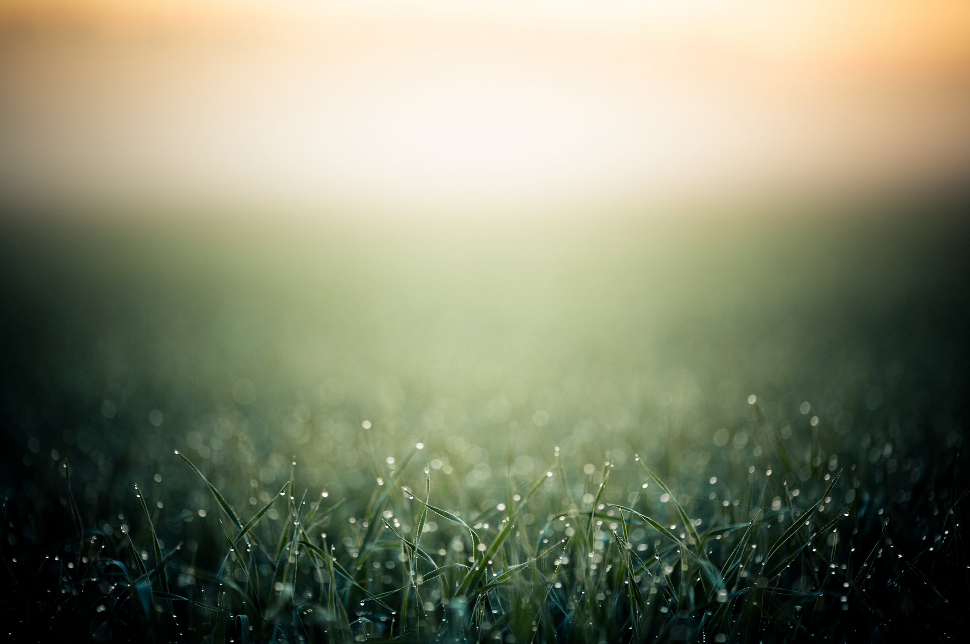 close up grass morning rosa drops background heat