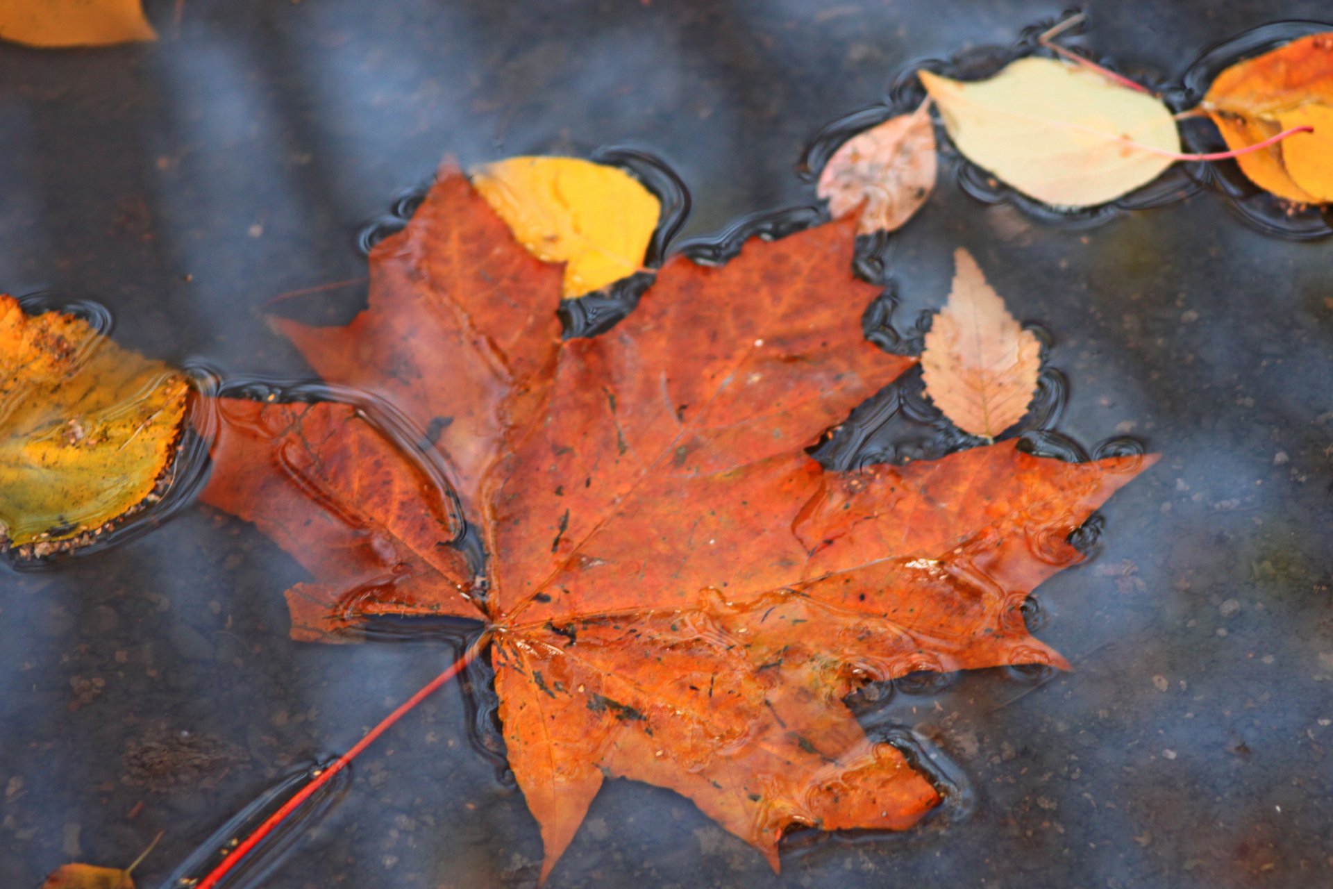 ahorn herbst laubfall pfütze natur