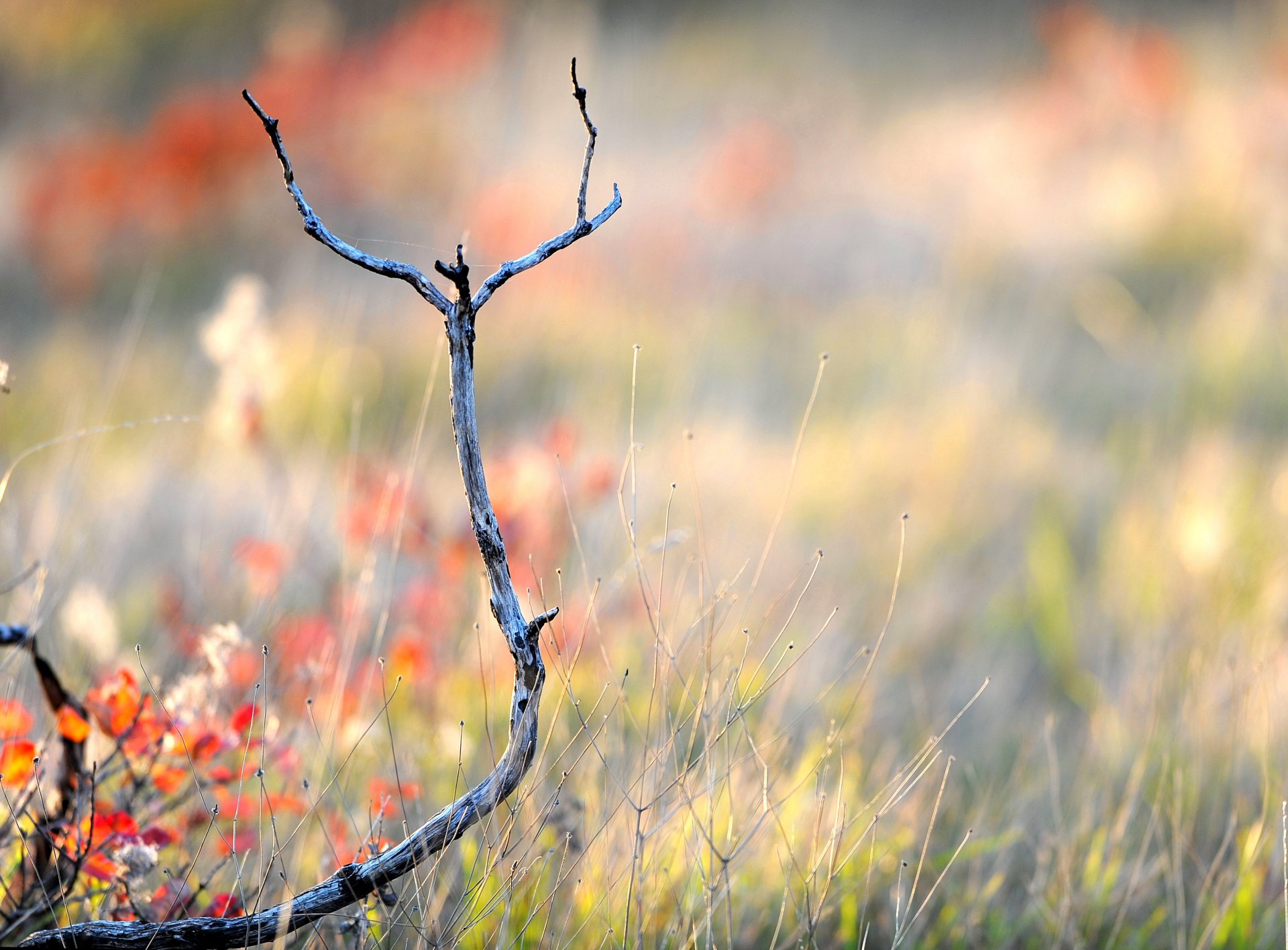 macro ramo secco erba autunno